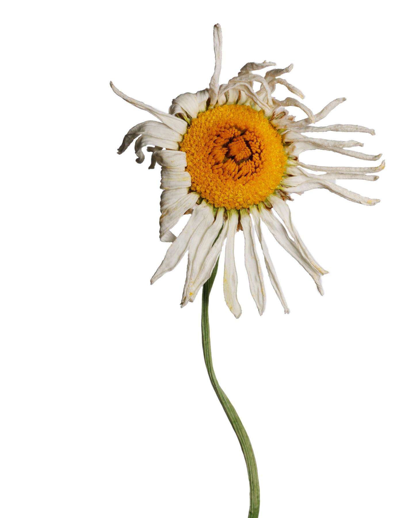 Image from WILTED DAISY -   