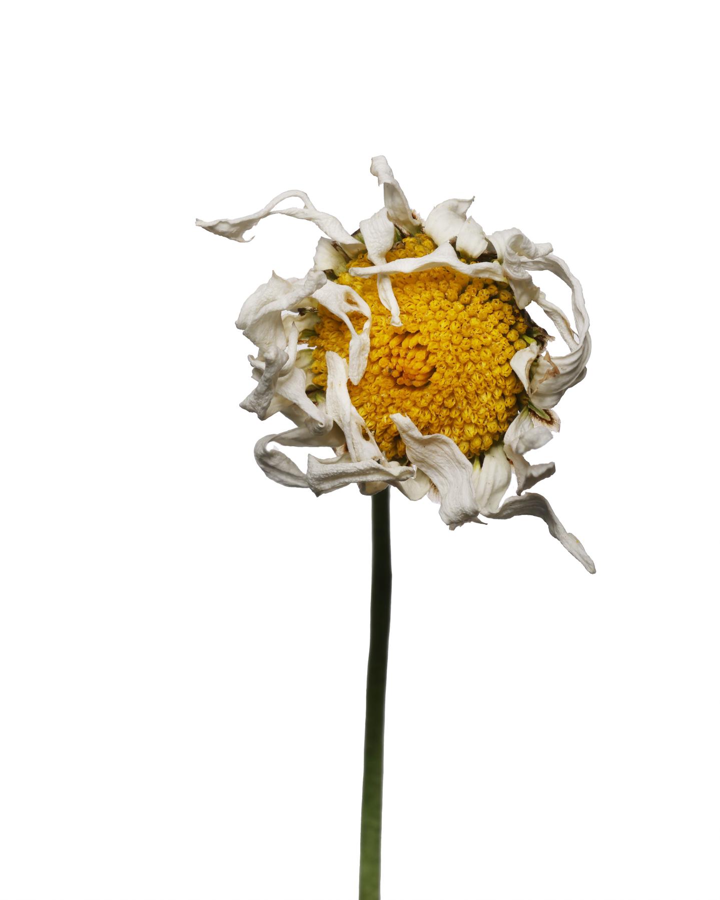 Image from WILTED DAISY -   