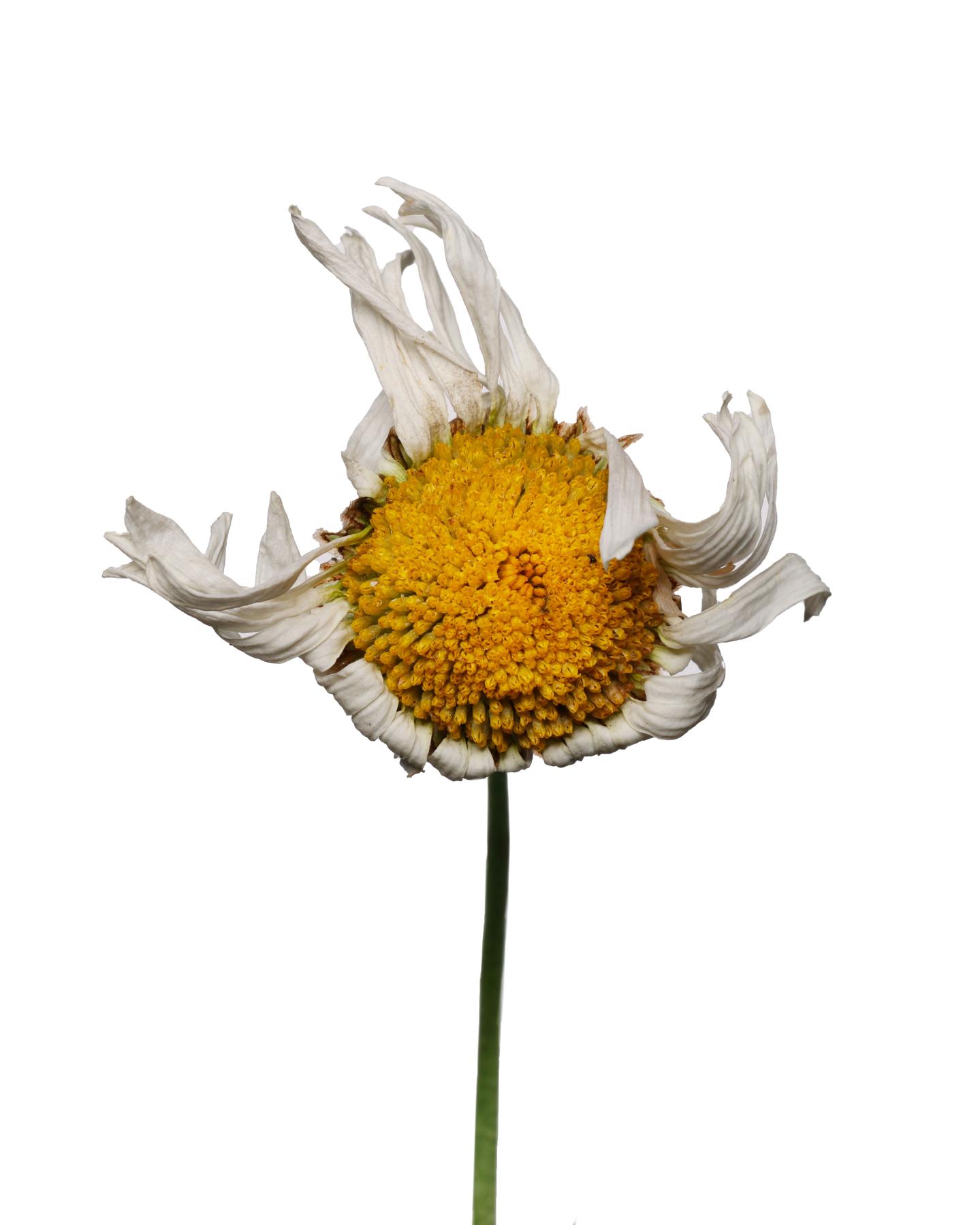Image from WILTED DAISY -   