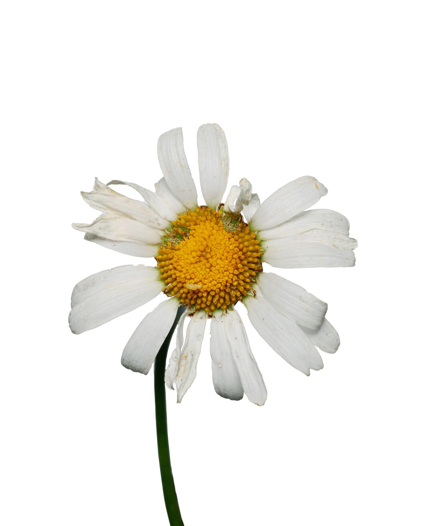 Image from WILTED DAISY -   