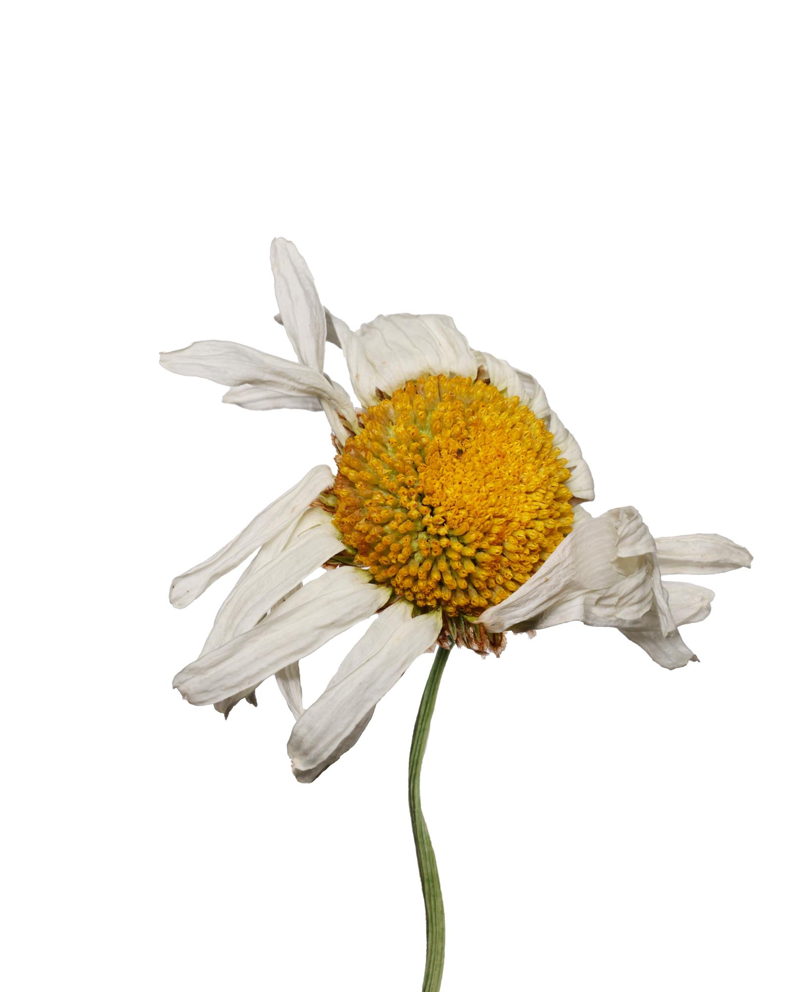 WILTED DAISY