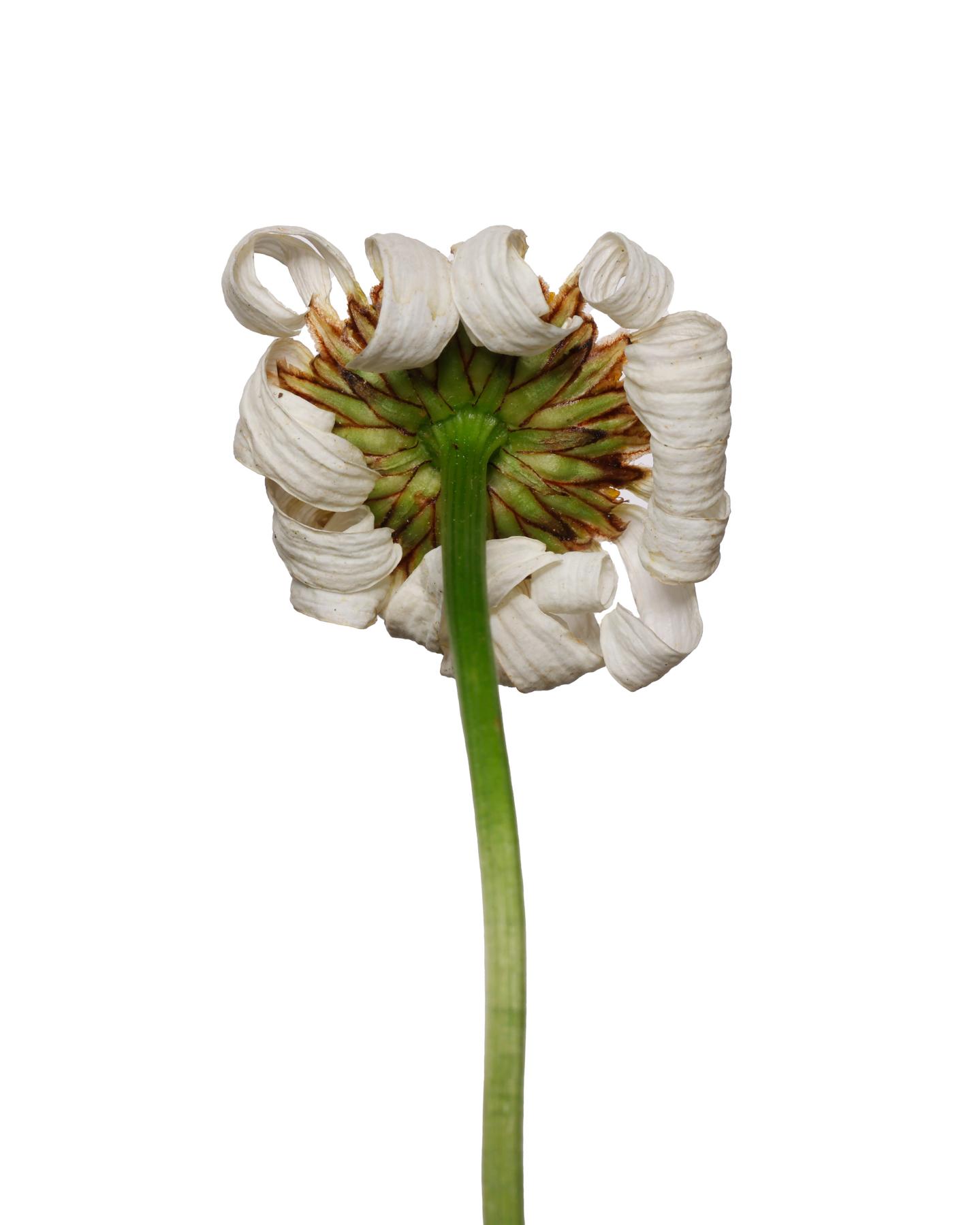 Image from WILTED DAISY -   