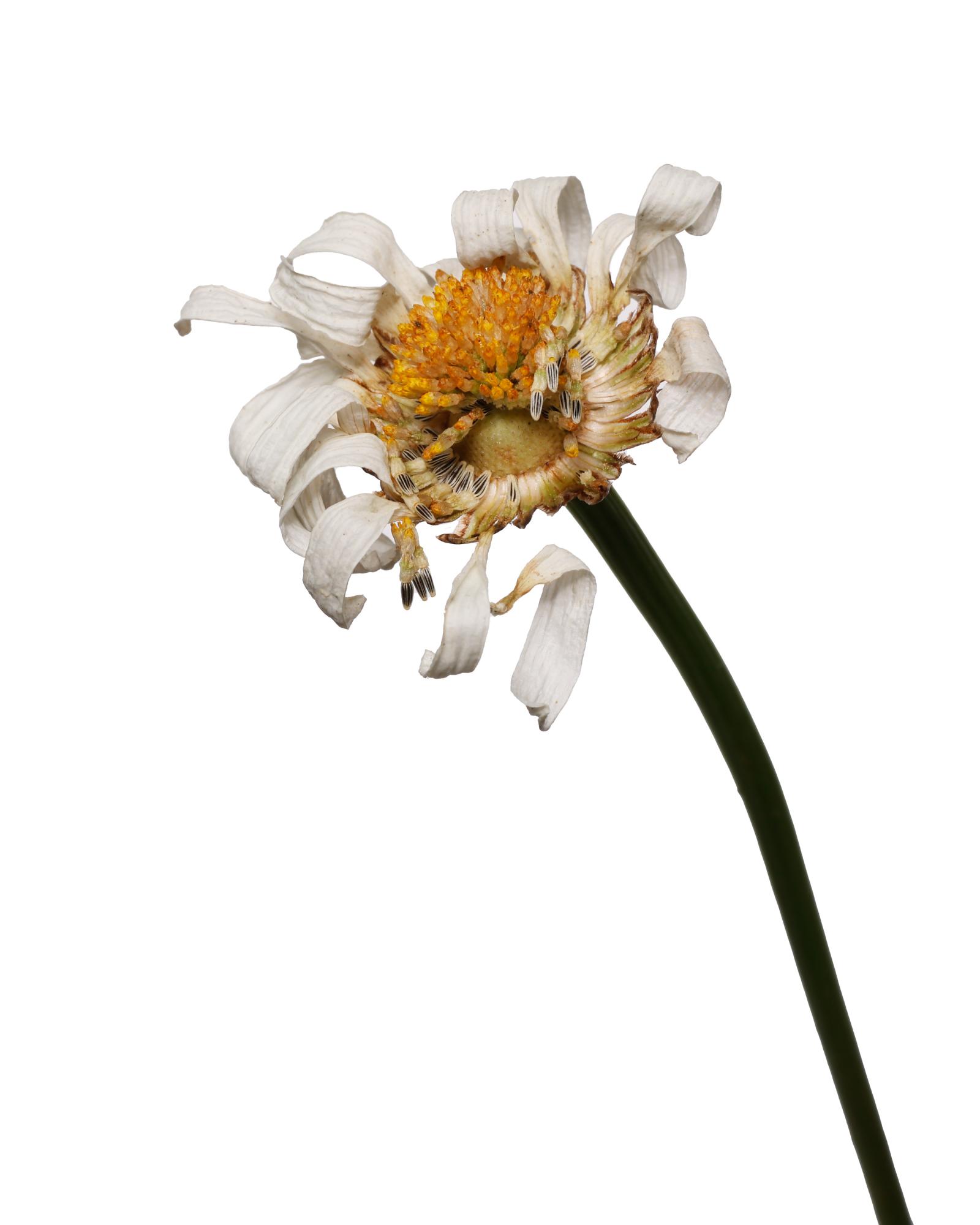 WILTED DAISY