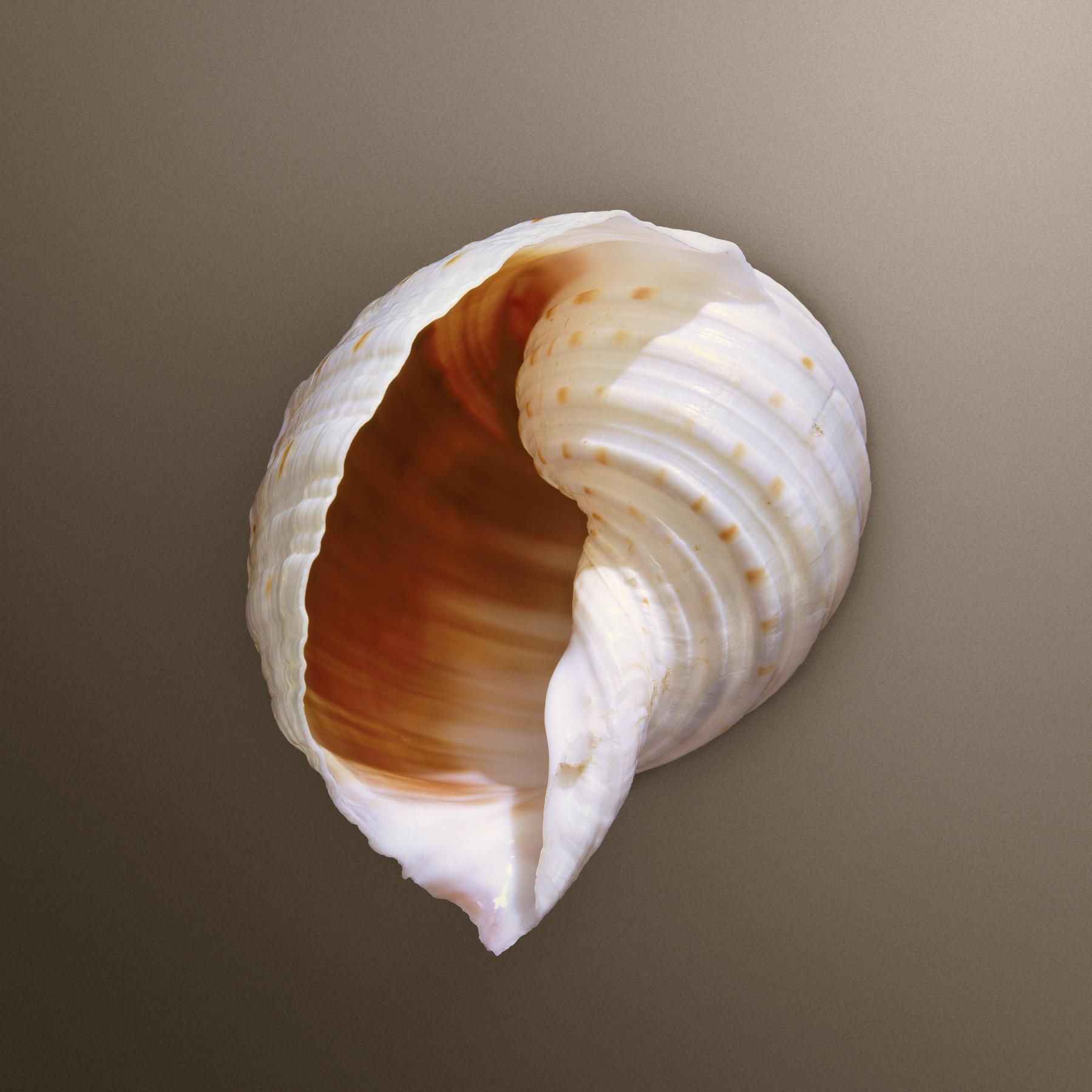 Image from SEASHELLS -   