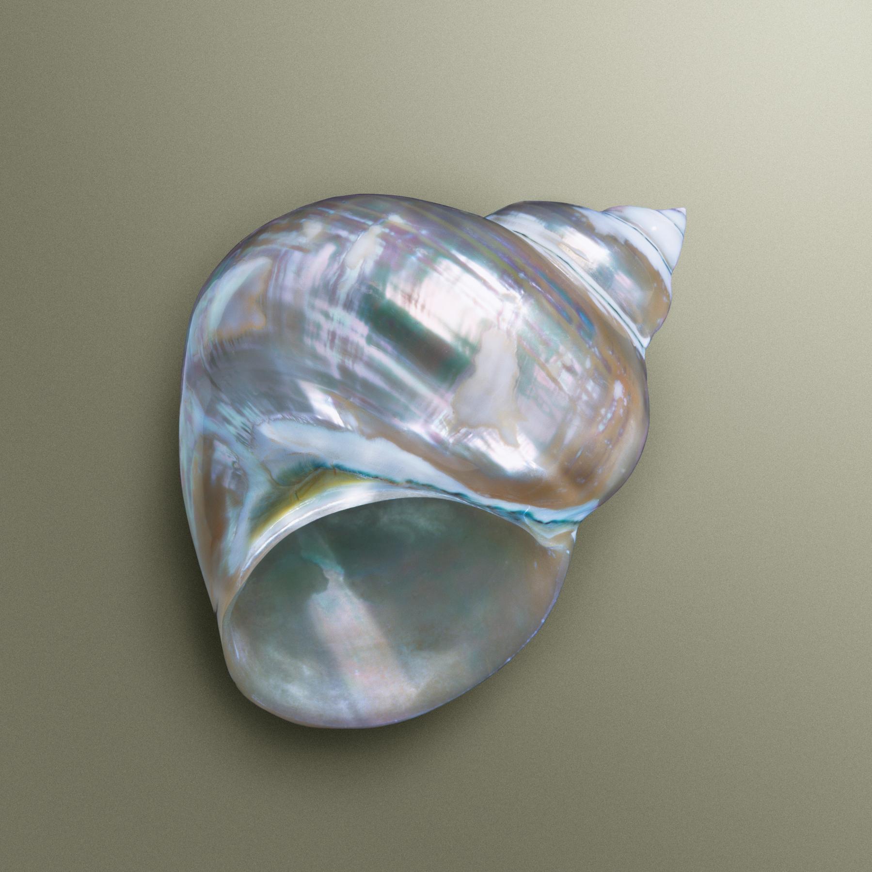 Image from SEASHELLS -   