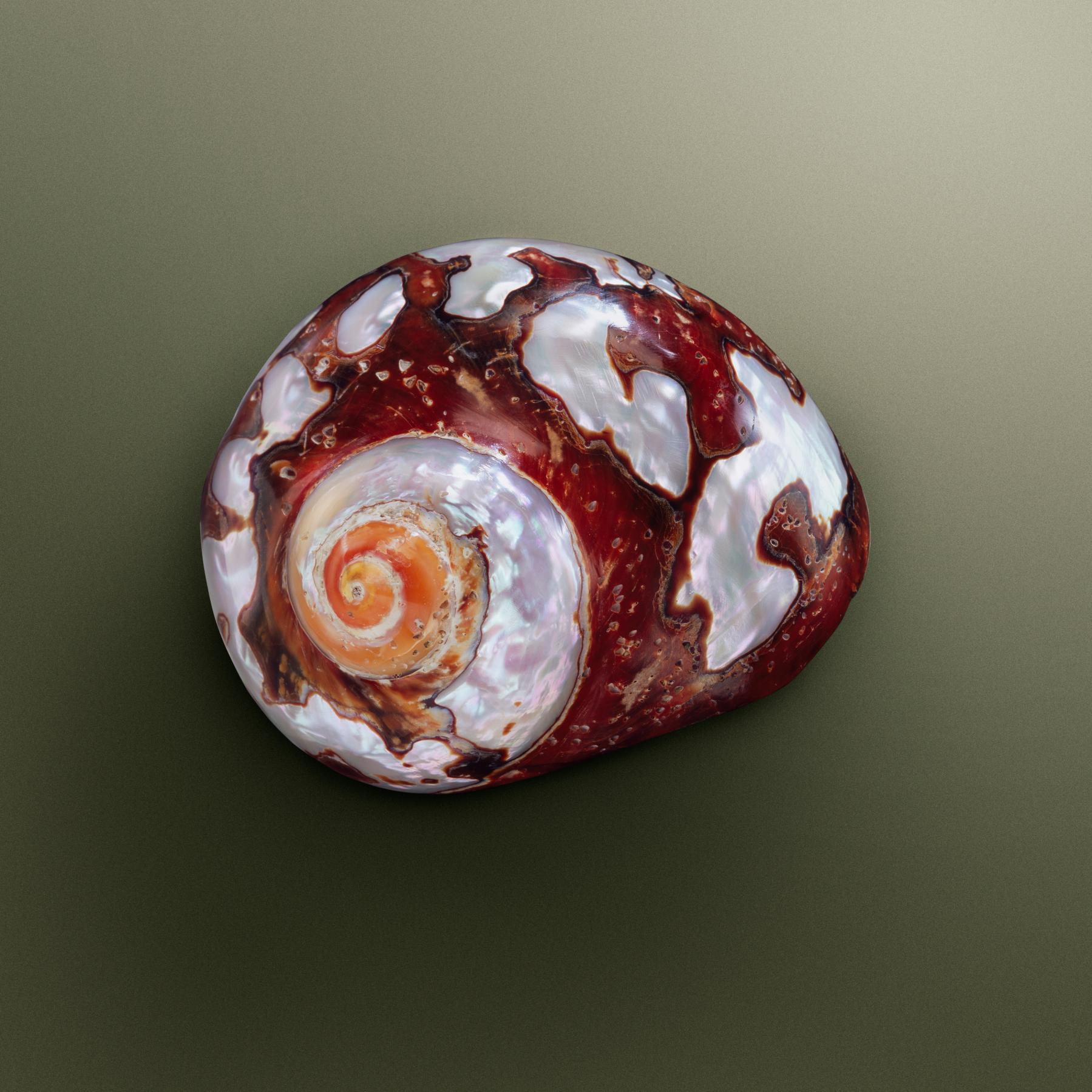 Image from SEASHELLS -   