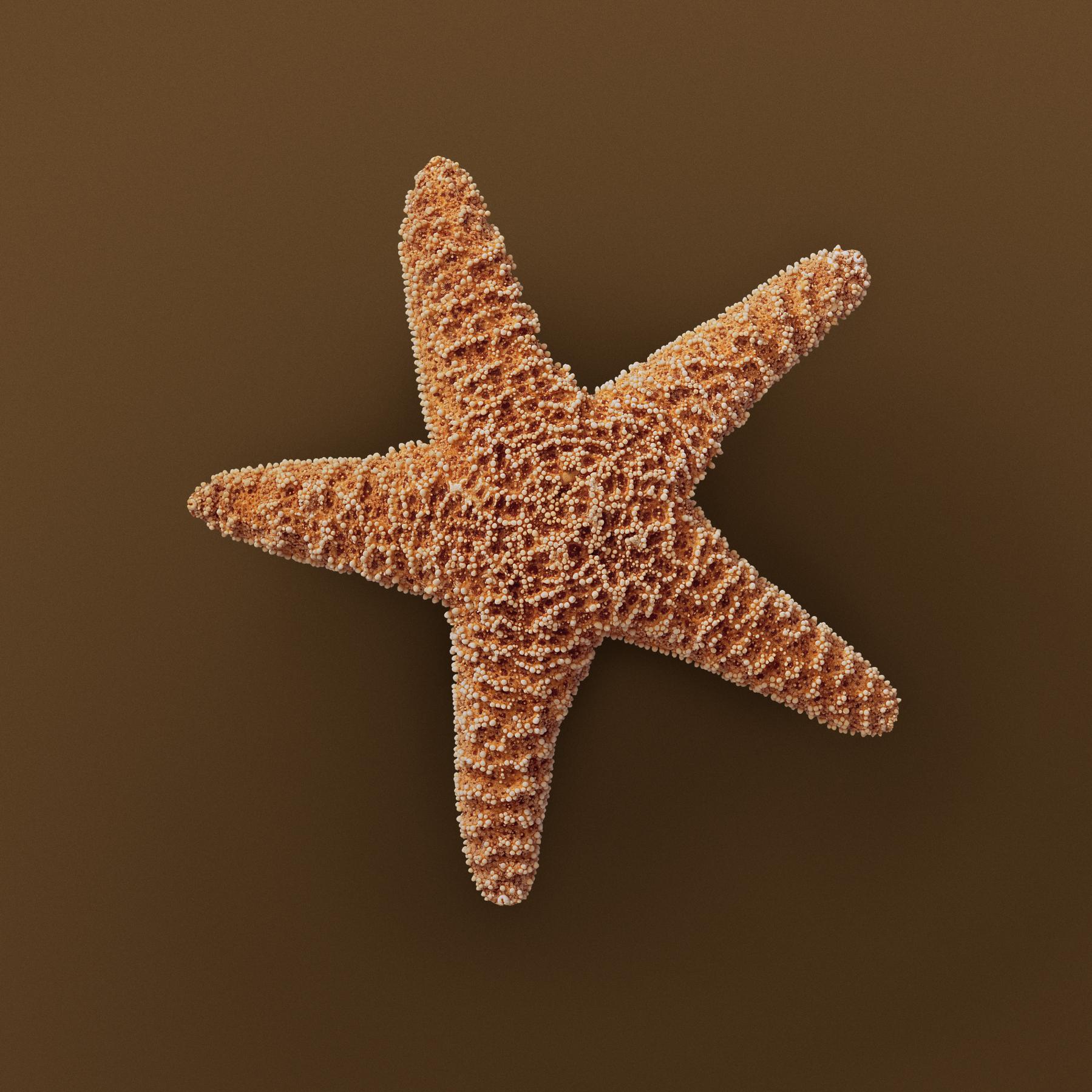 Image from SEASHELLS -   
