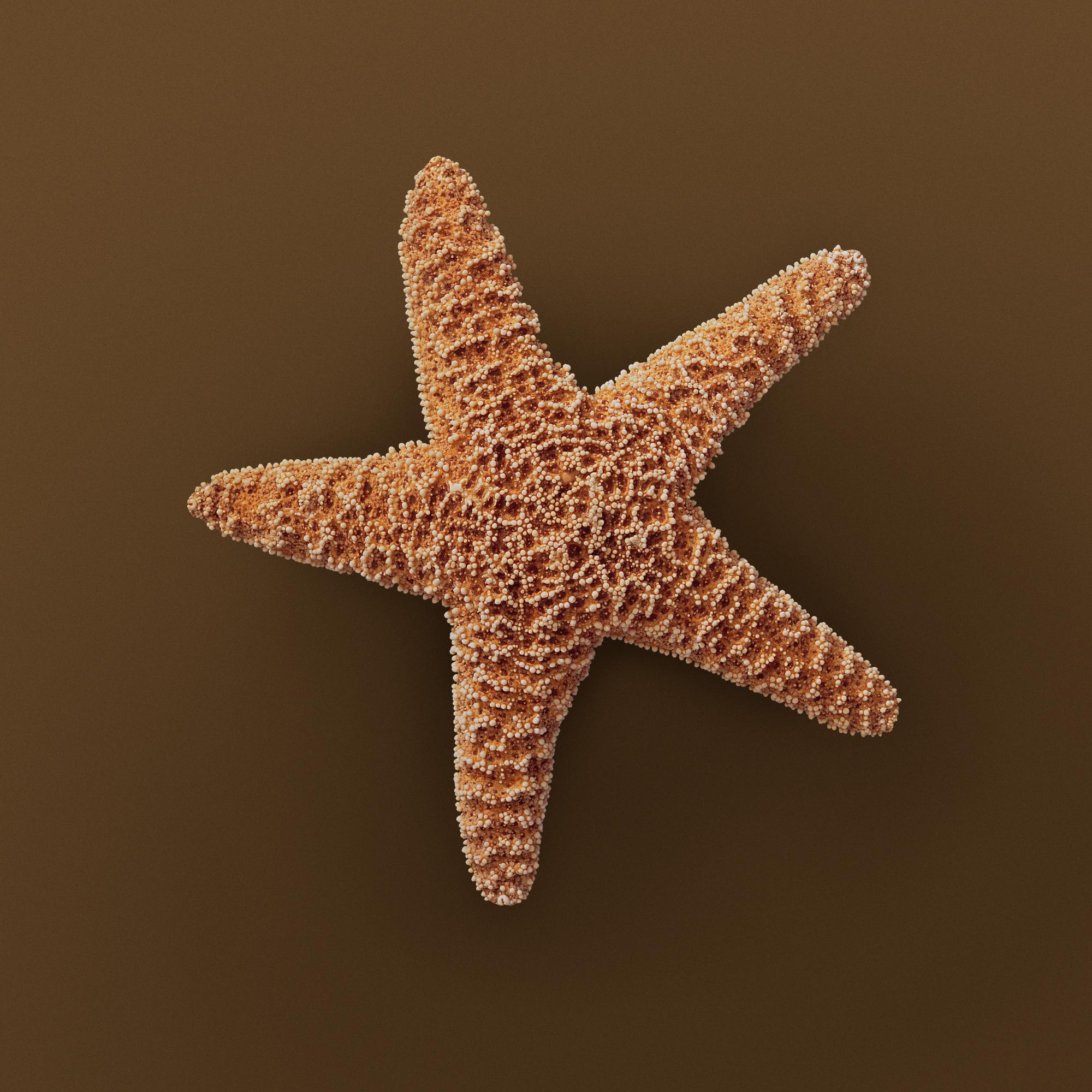 SEASHELLS