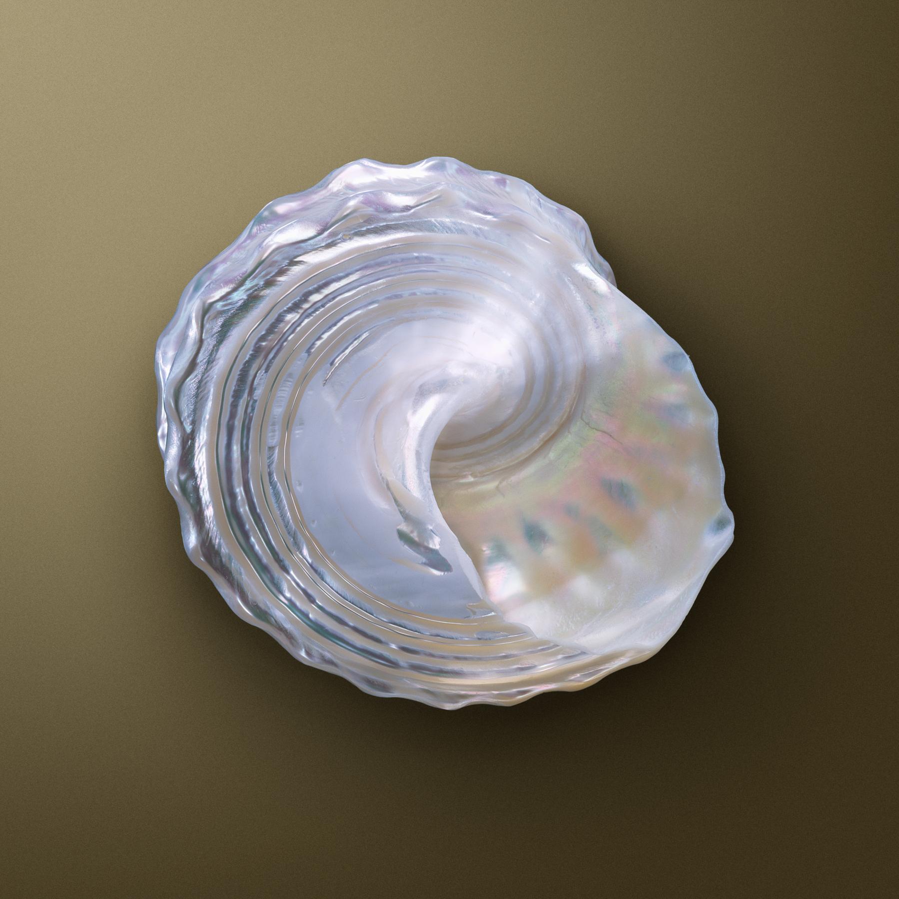 Image from SEASHELLS -   