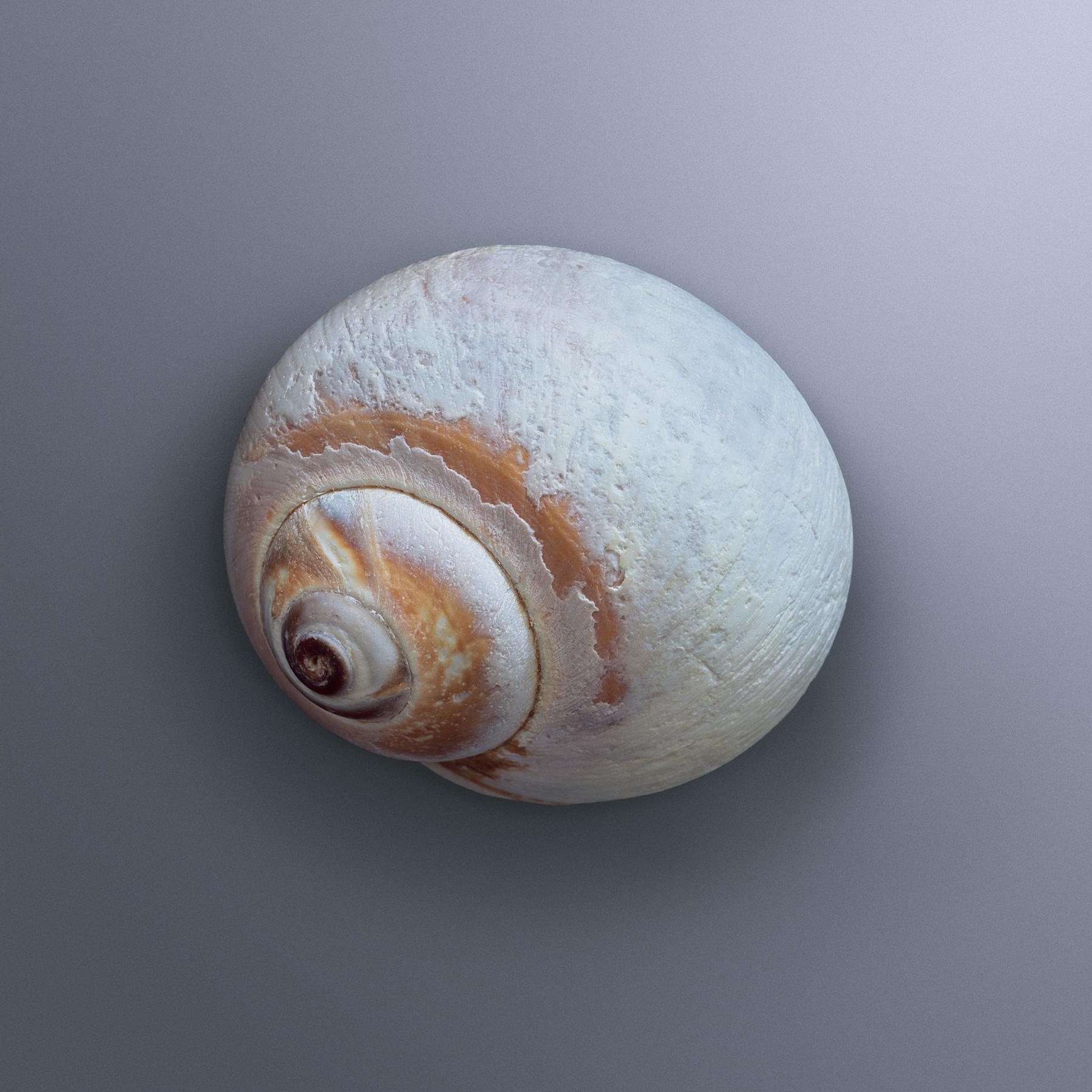Image from SEASHELLS -   