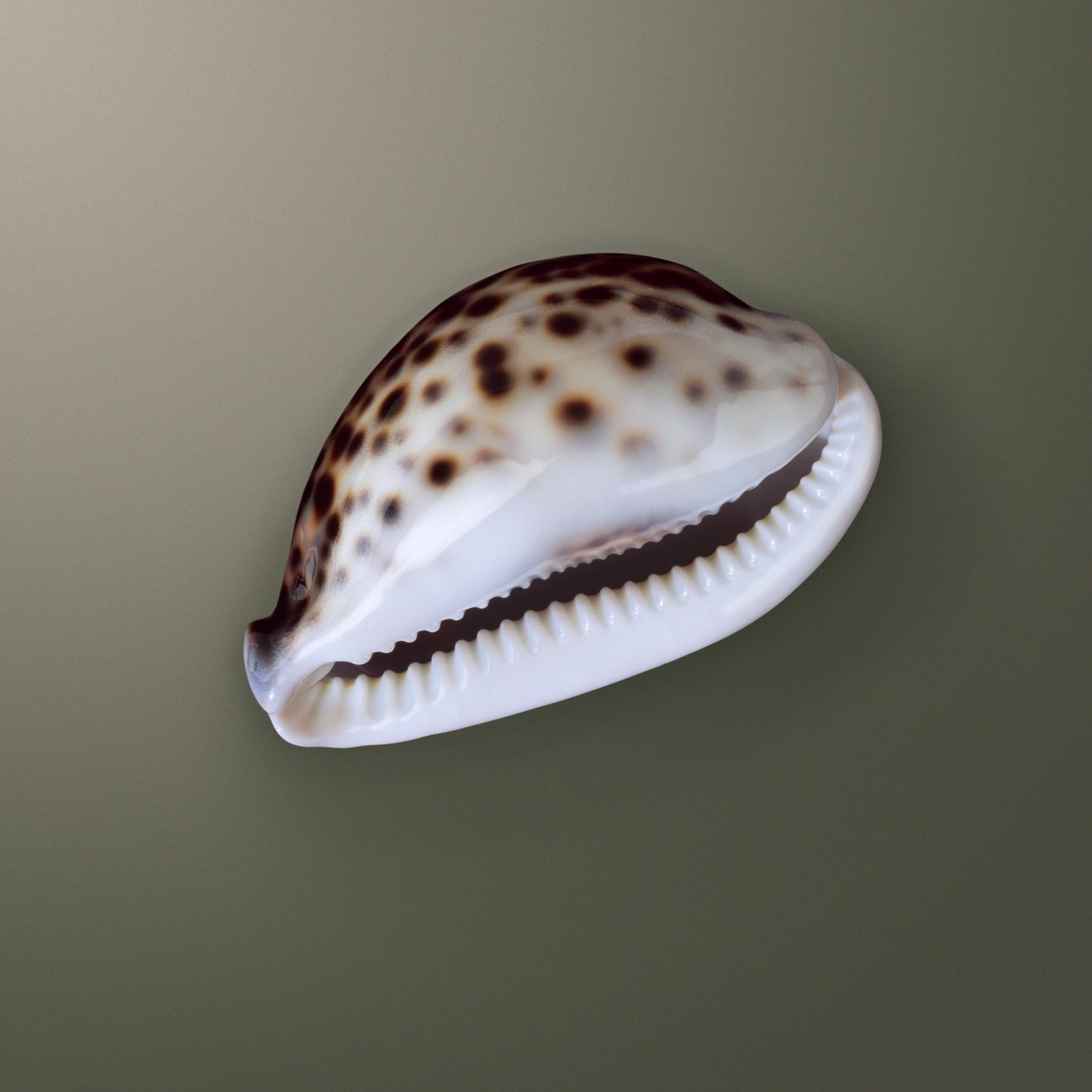 Image from SEASHELLS -   