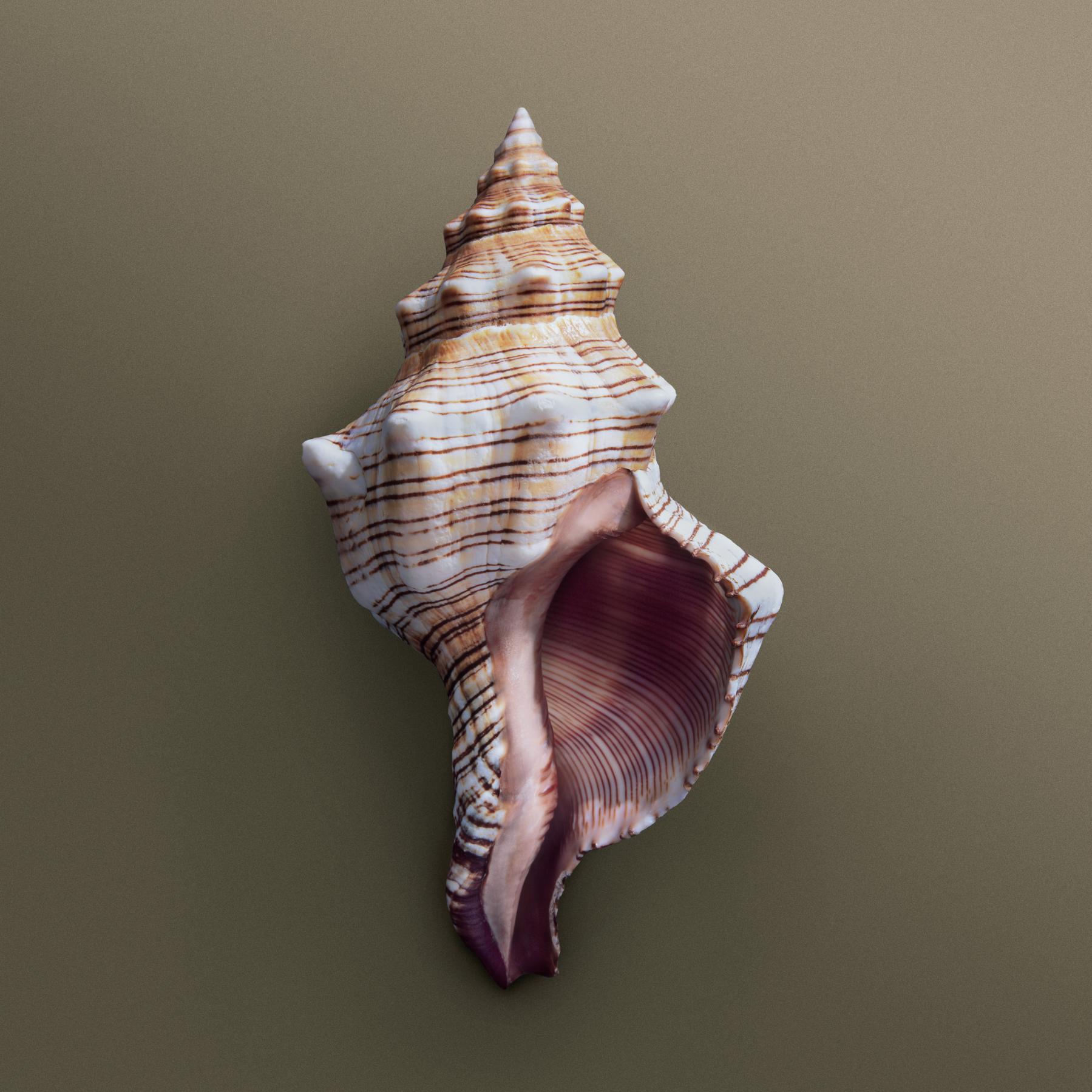 Image from SEASHELLS -   