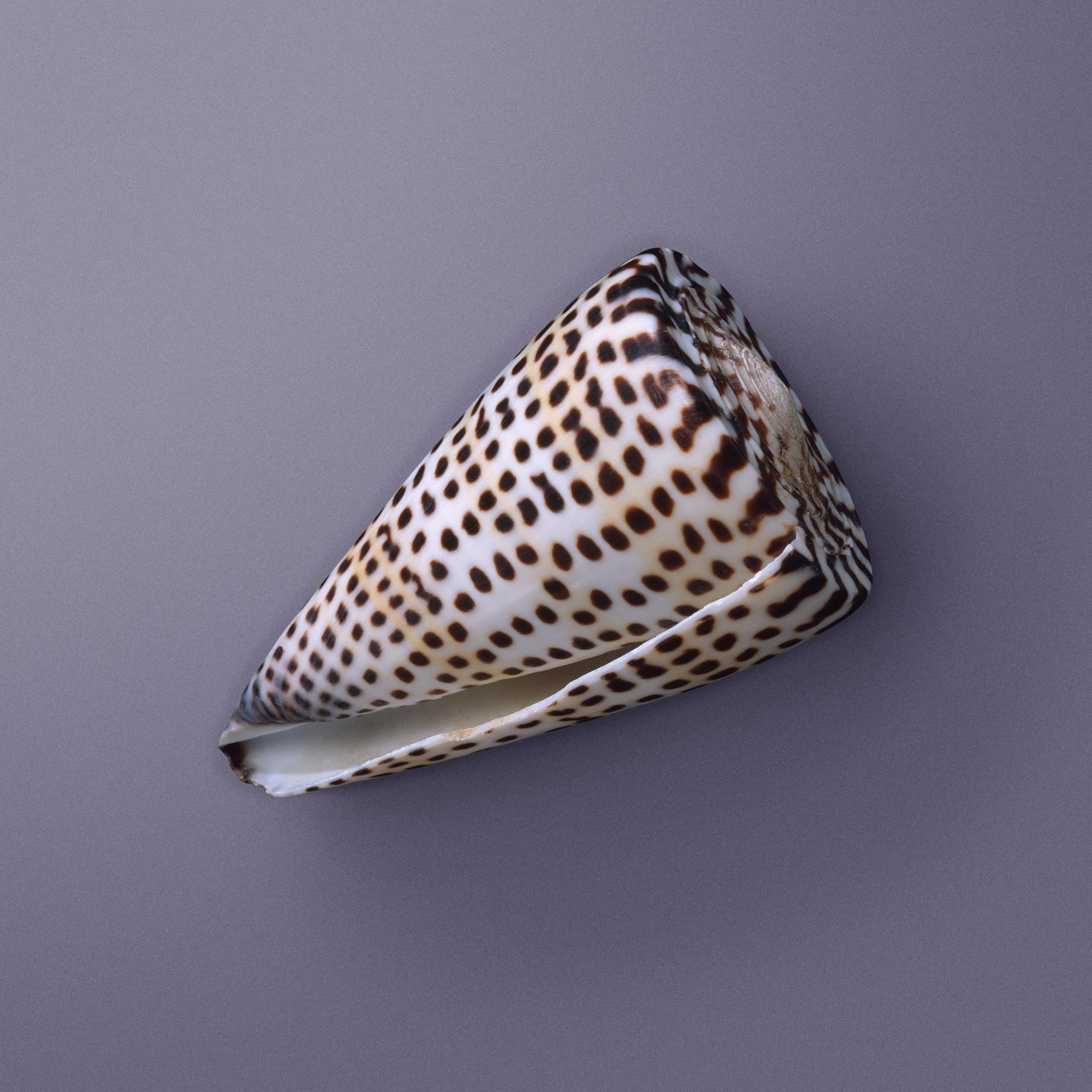 Image from SEASHELLS -   