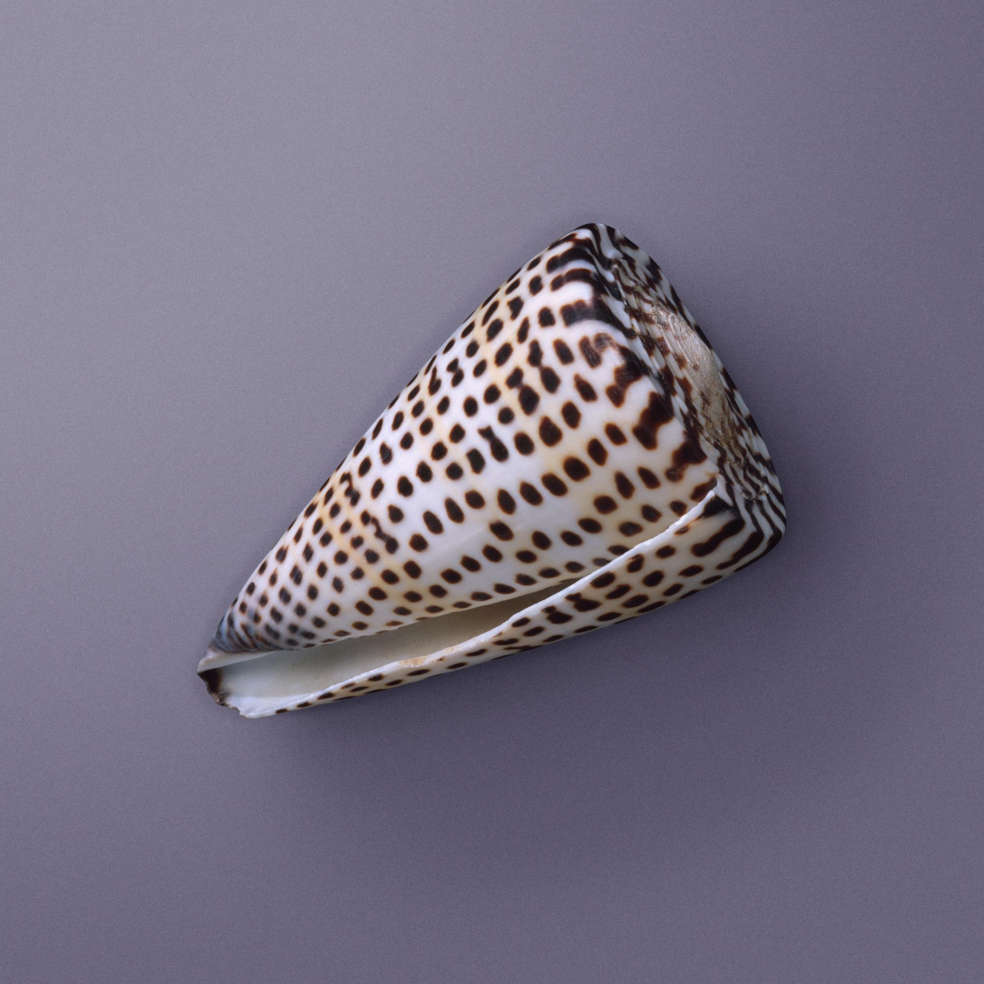 SEASHELLS