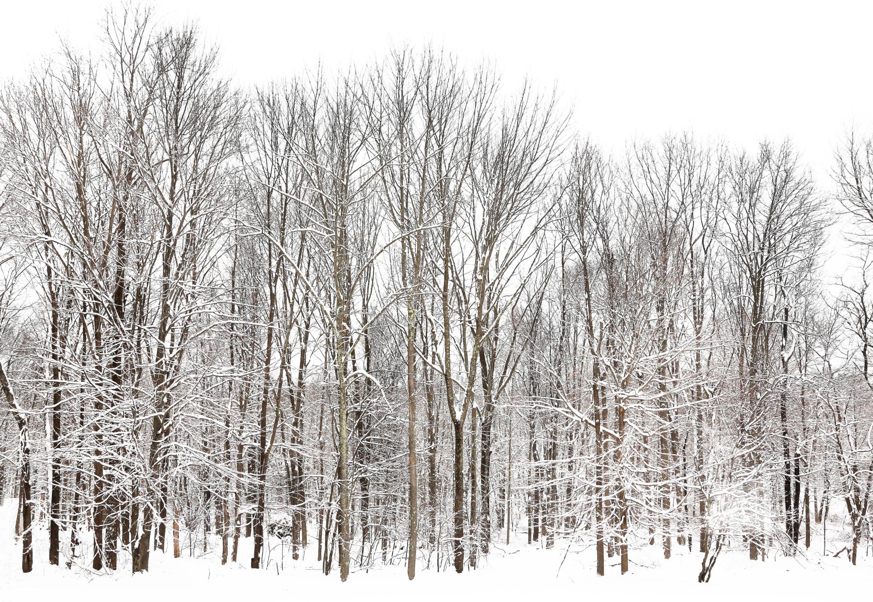 Image from SNOW -   