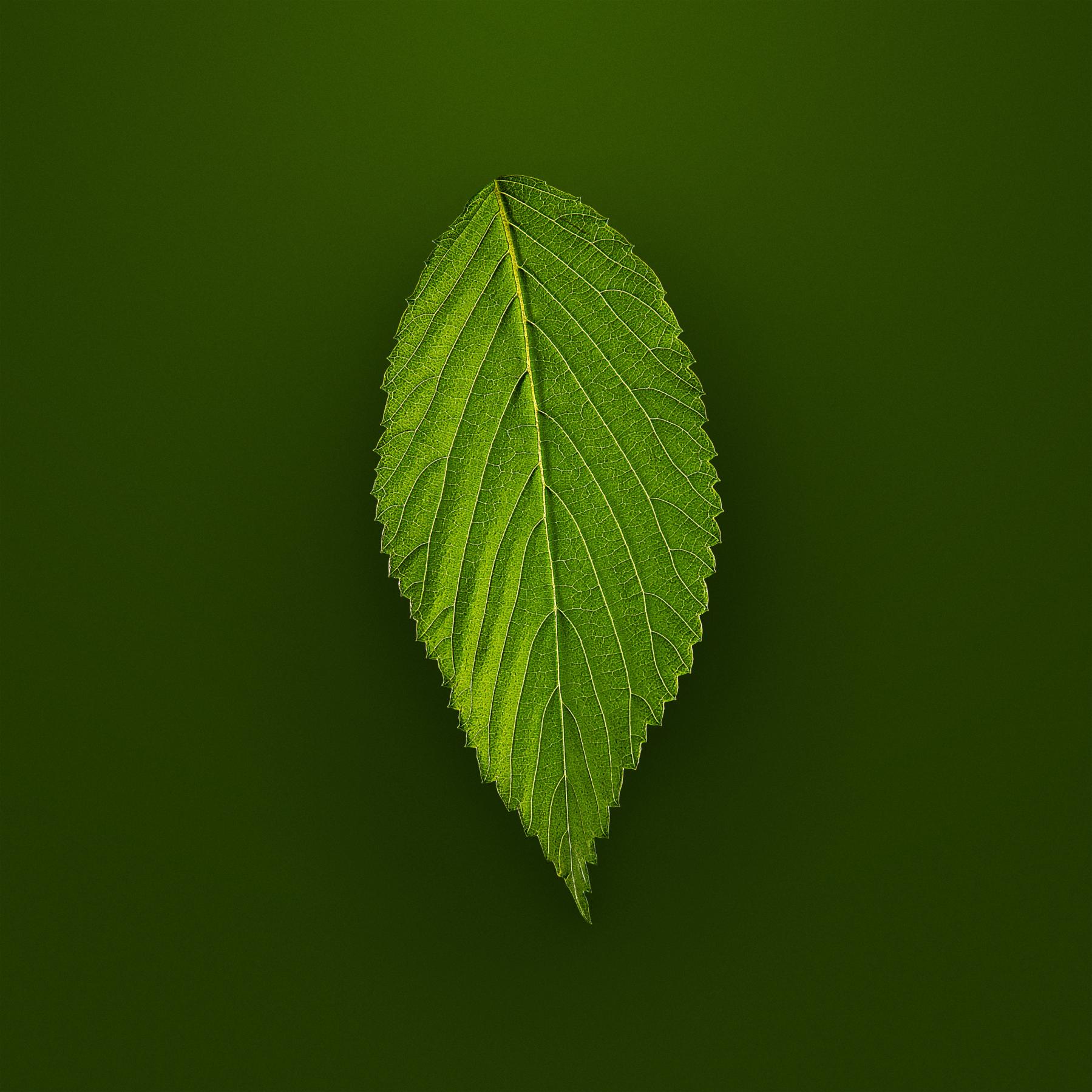 Image from SPRING LEAVES -   