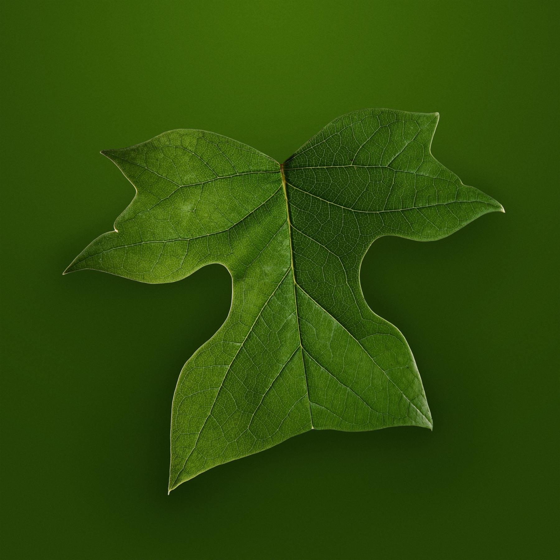 Image from SPRING LEAVES -   