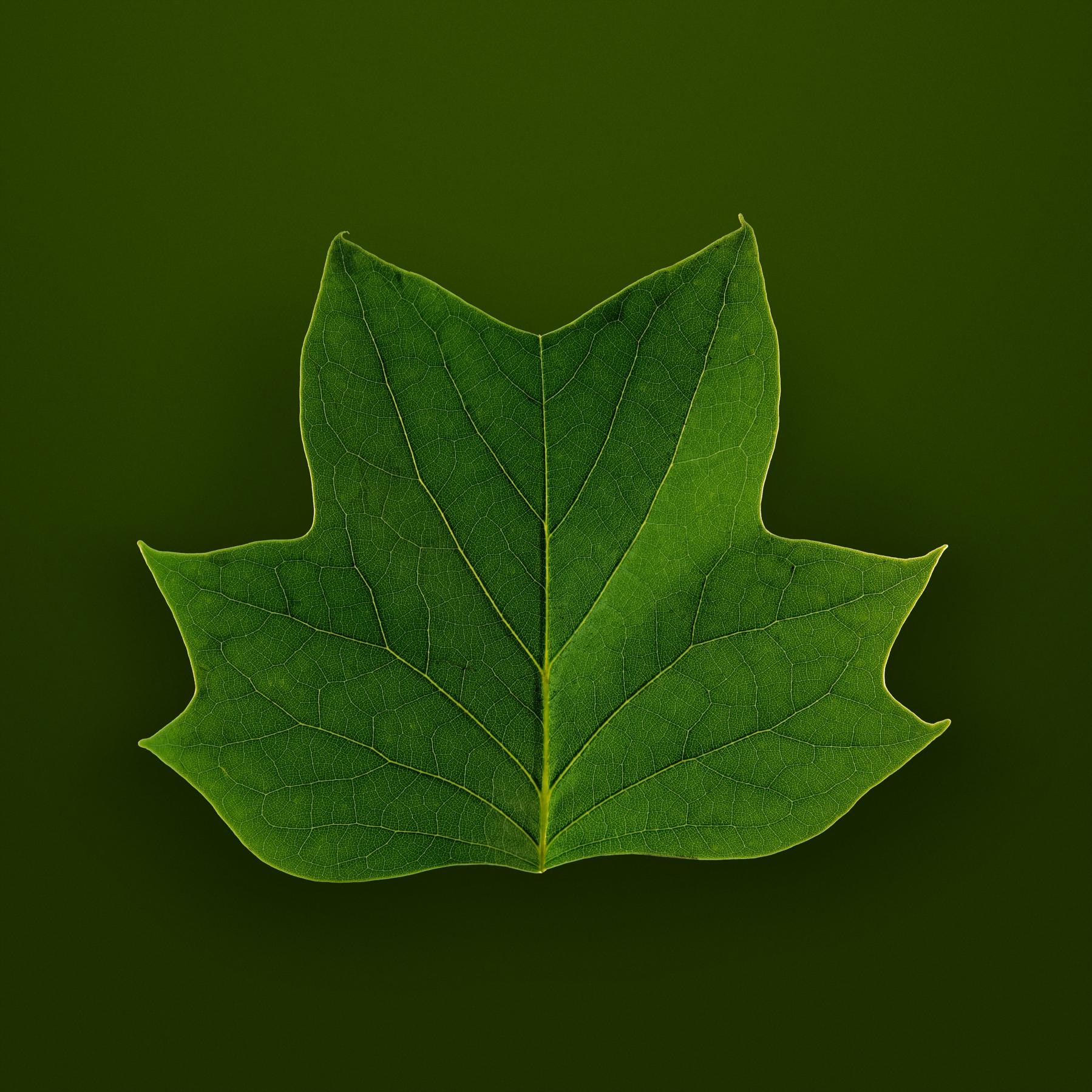 Image from SPRING LEAVES -   