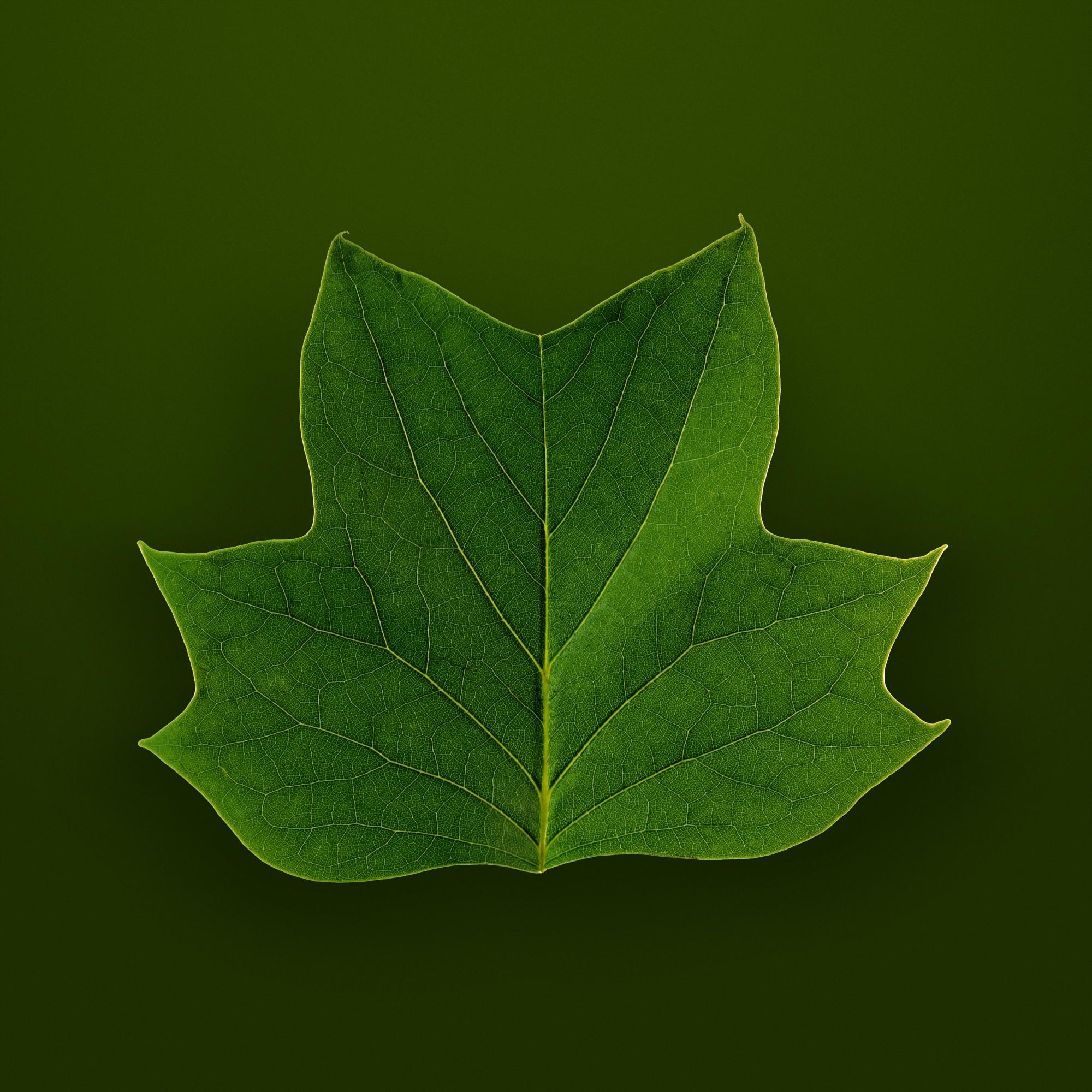 SPRING LEAVES