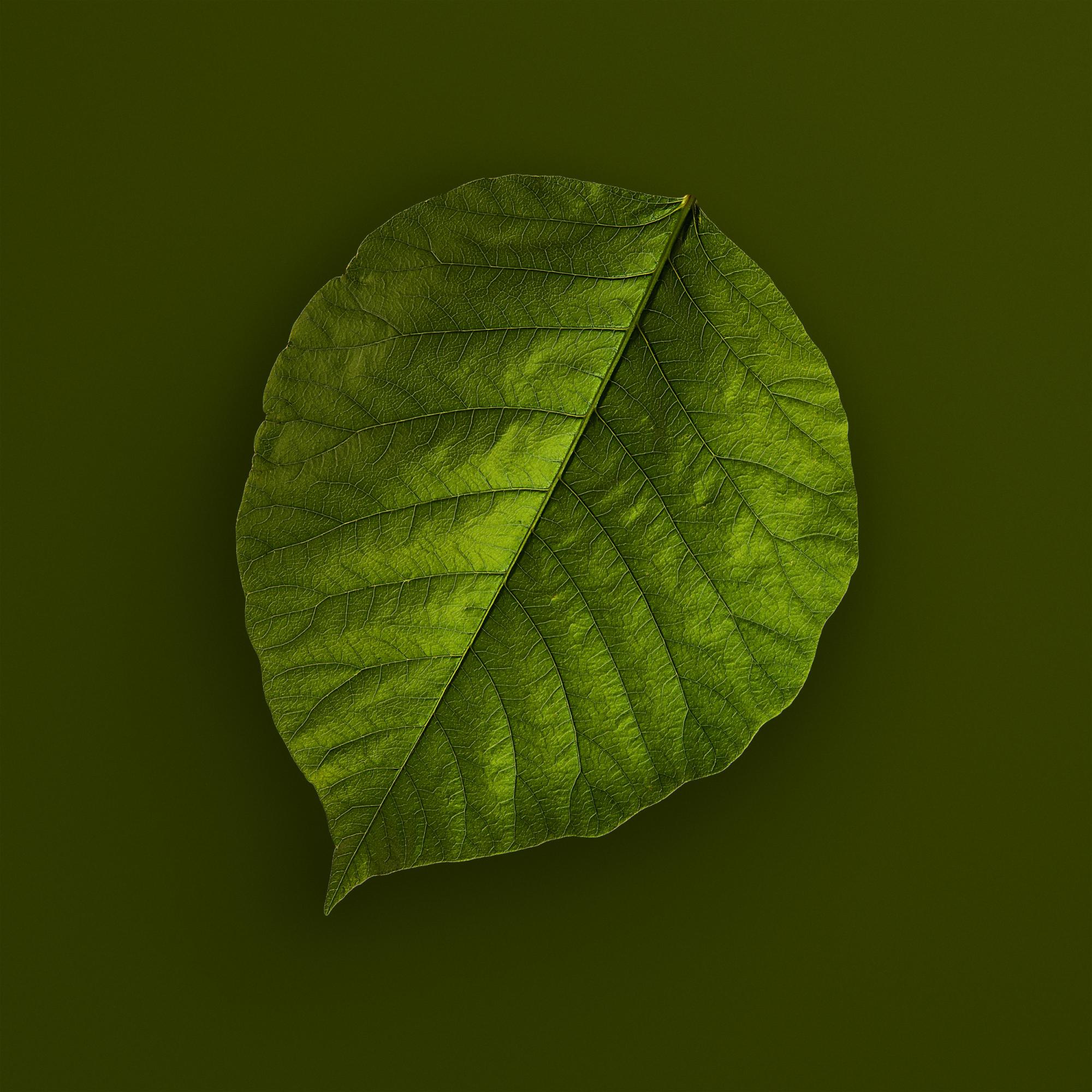 SPRING LEAVES