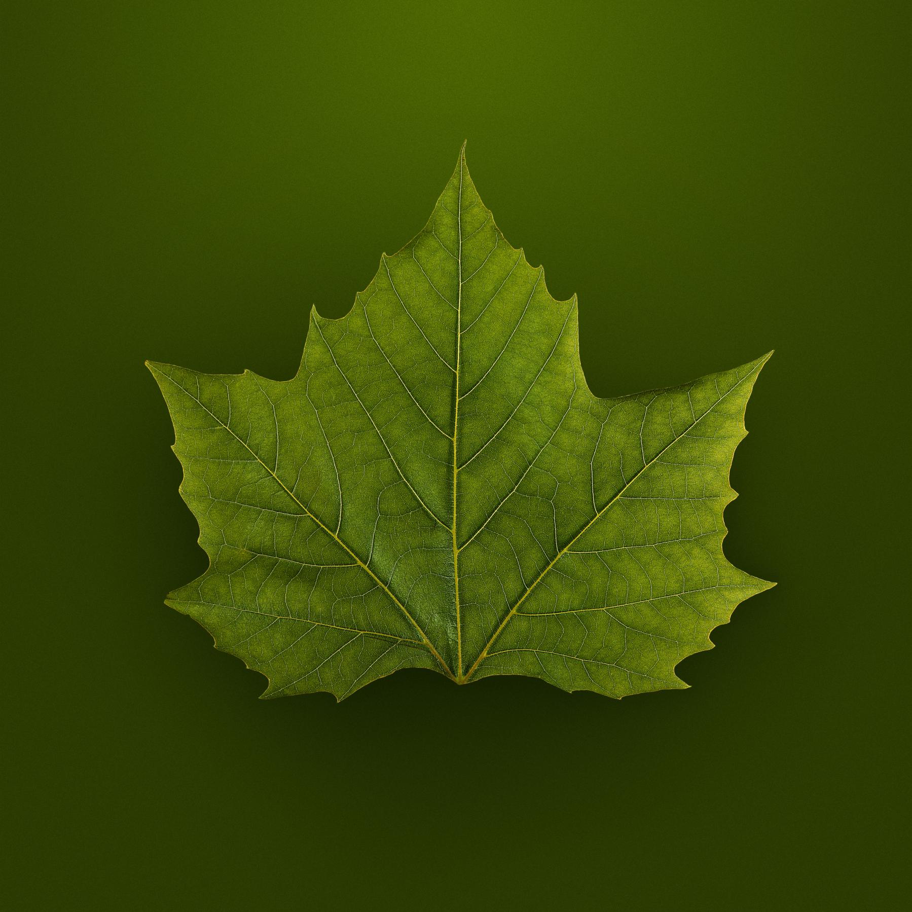 Image from SPRING LEAVES -   