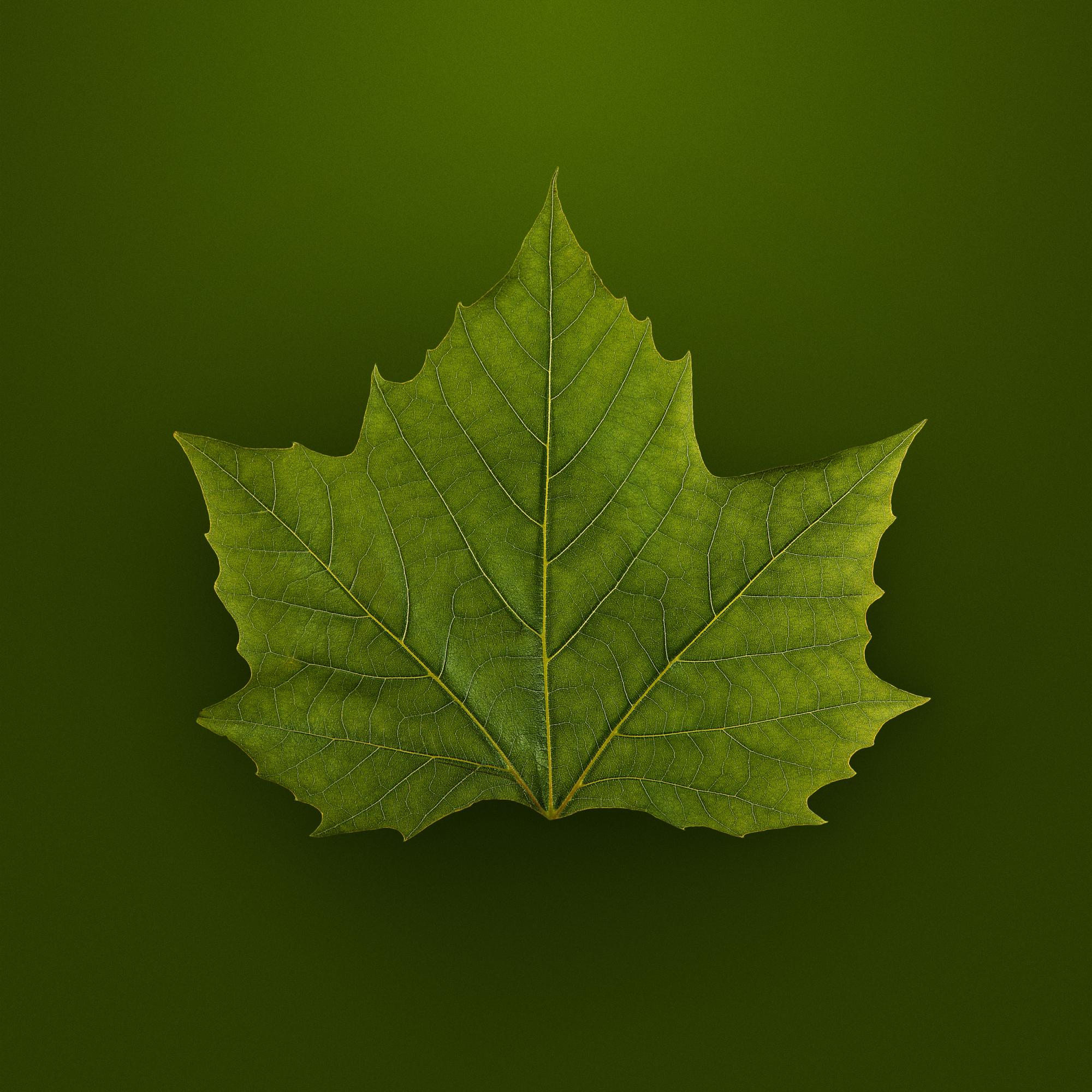 SPRING LEAVES