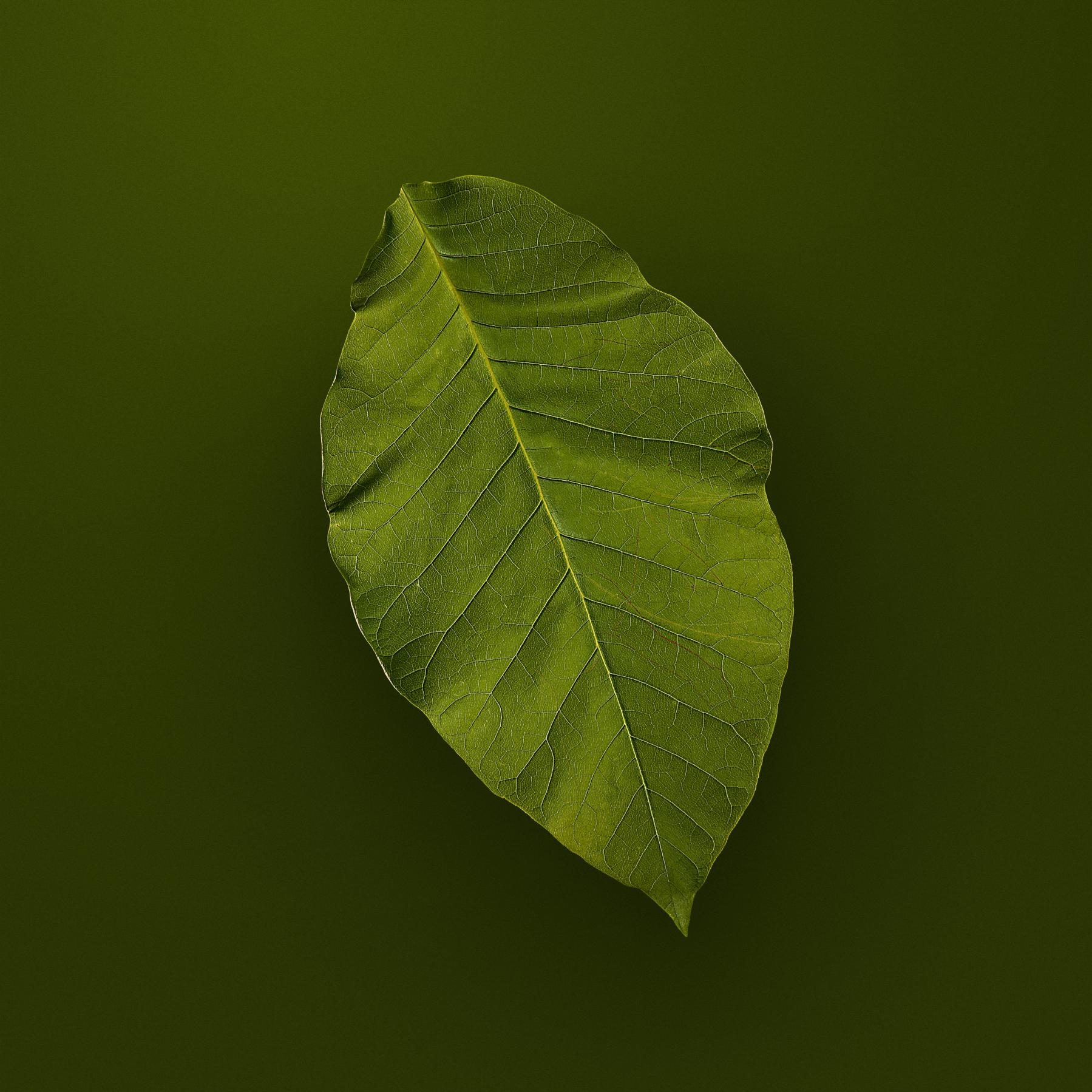 Image from SPRING LEAVES -   