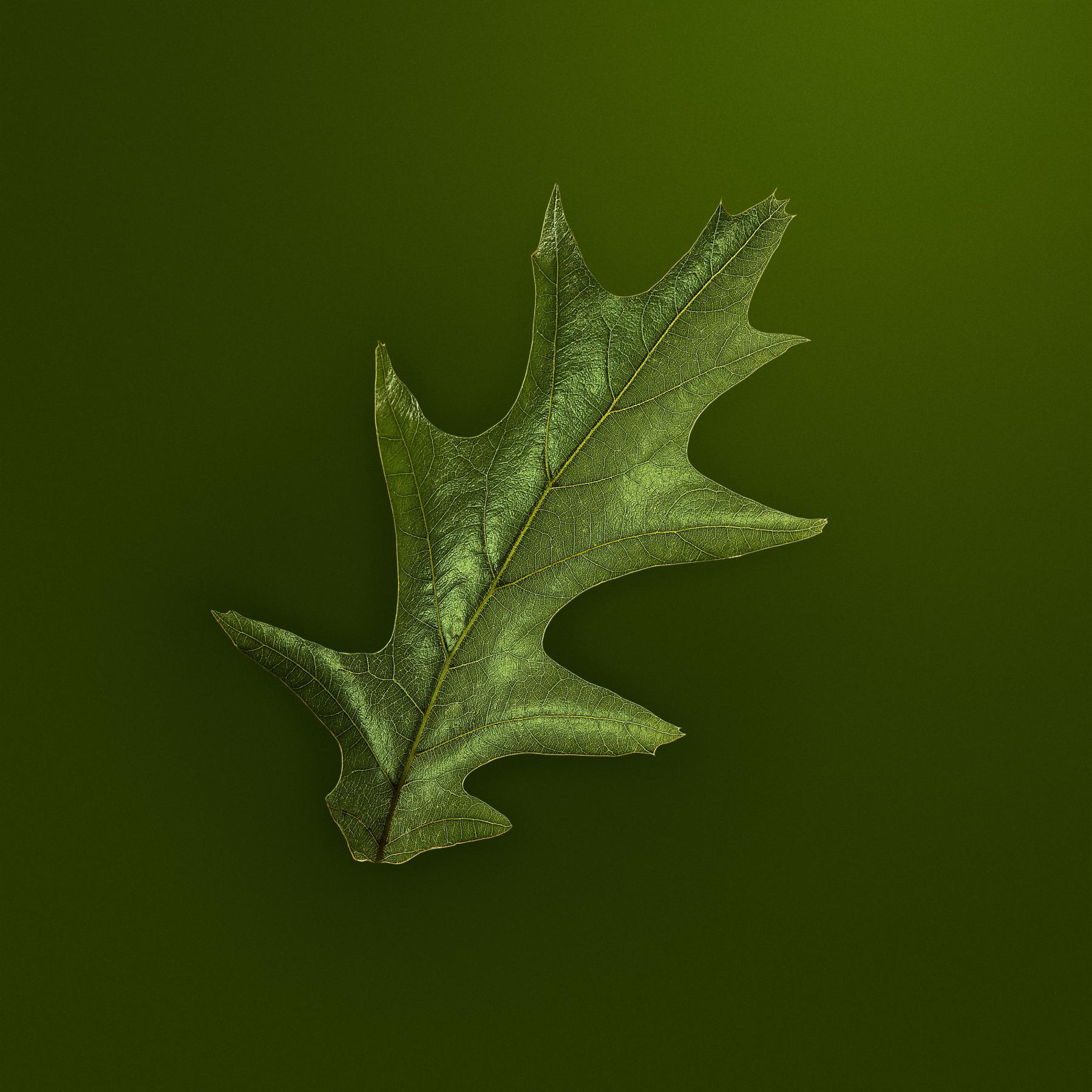 Image from SPRING LEAVES -   