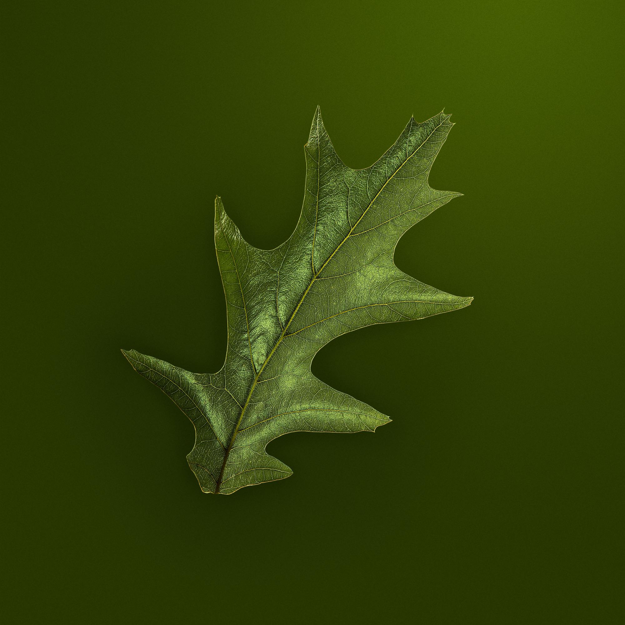 SPRING LEAVES