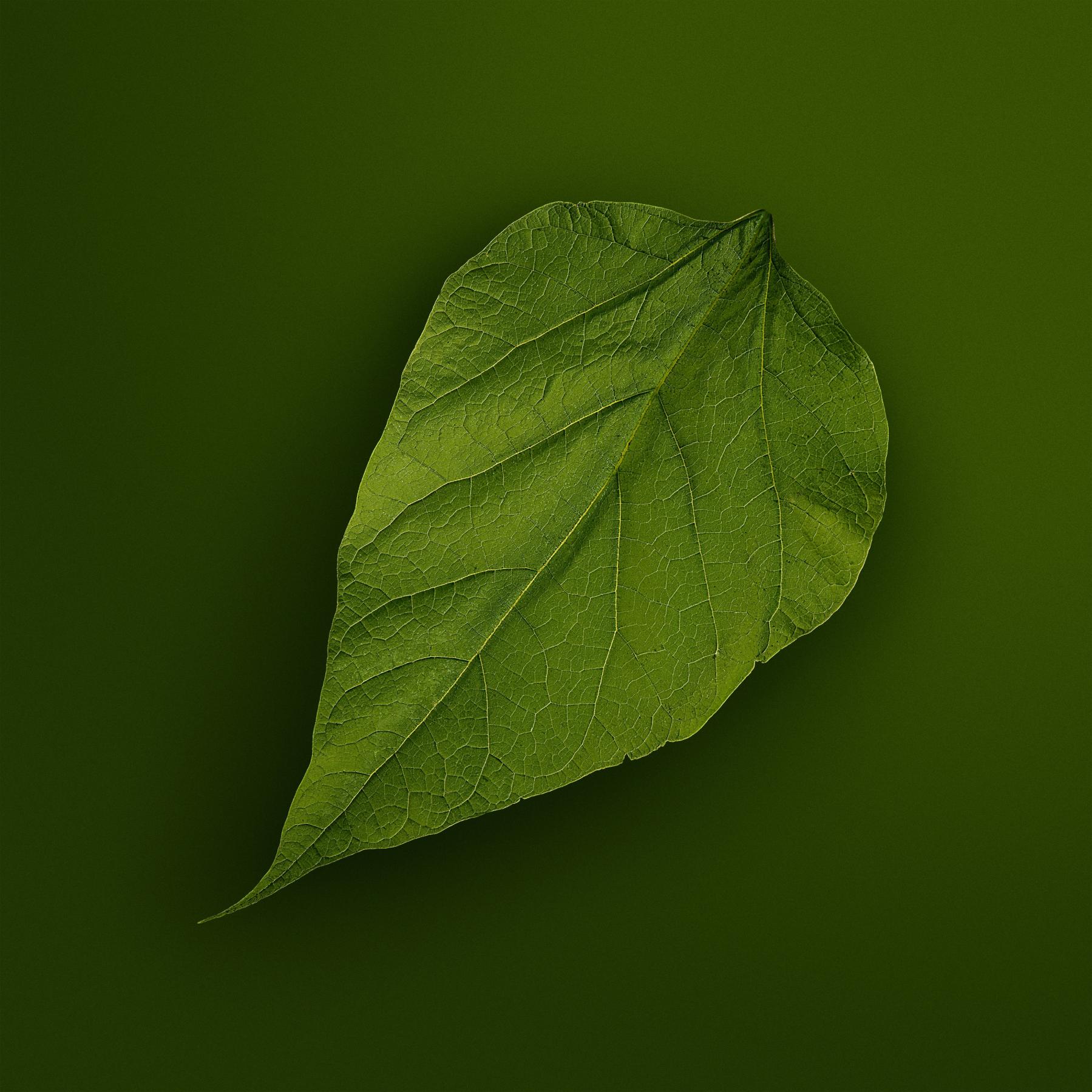Image from SPRING LEAVES -   