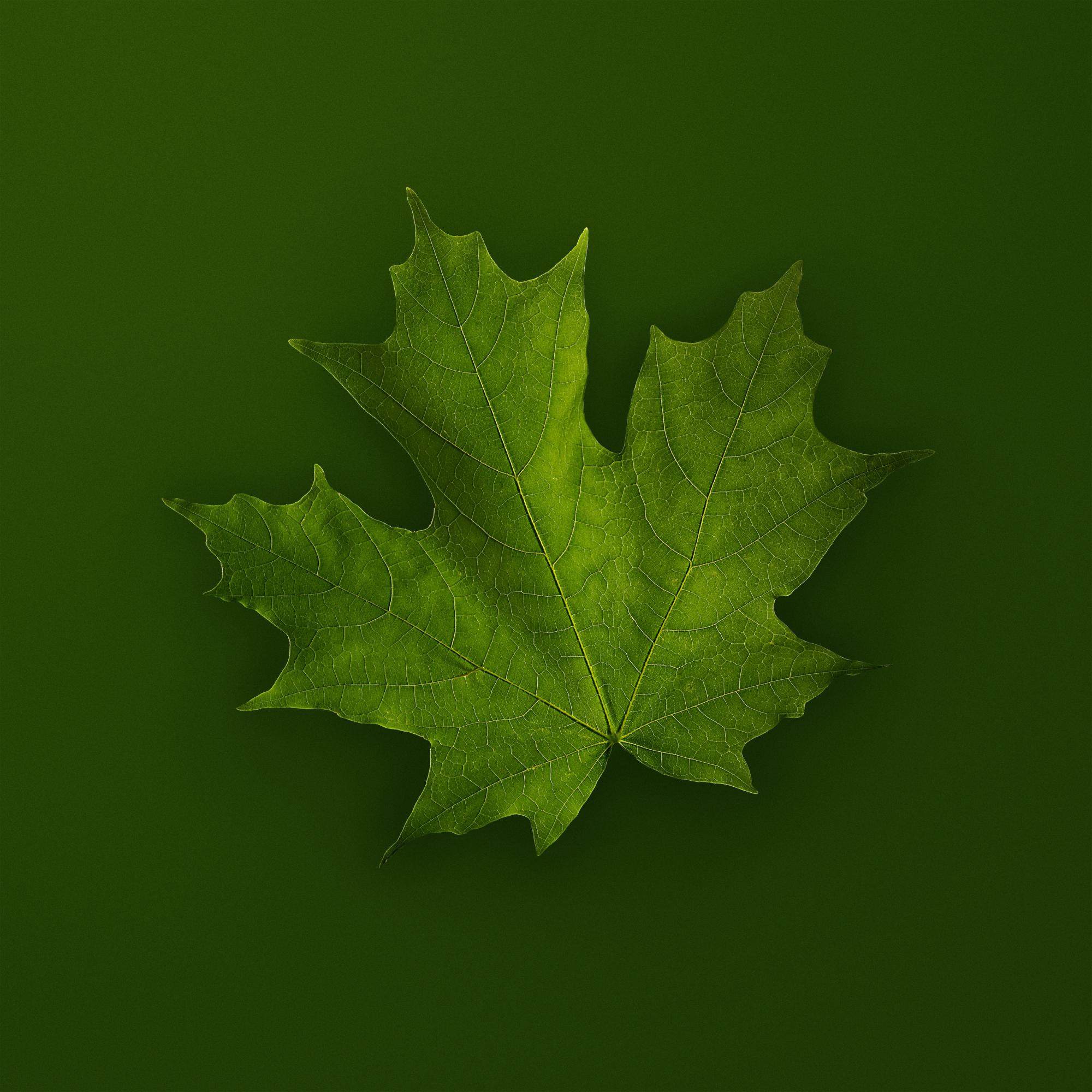 SPRING LEAVES