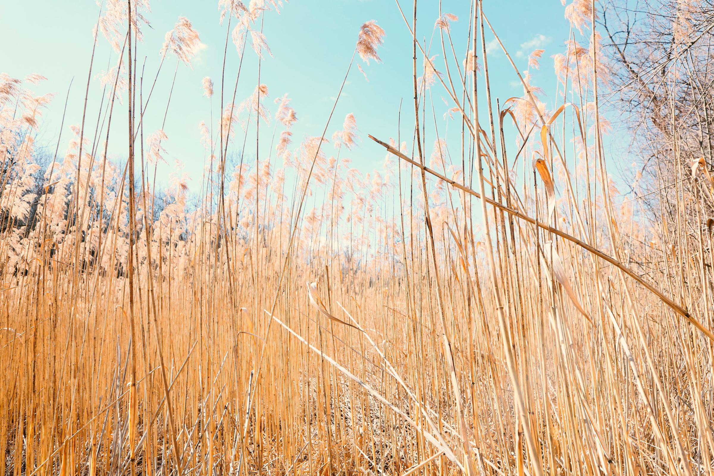WETLANDS