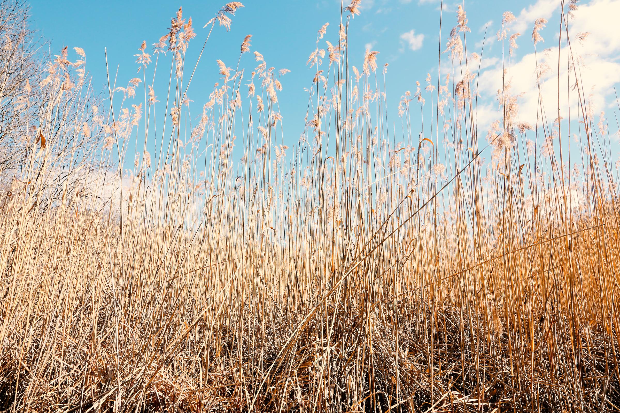 WETLANDS