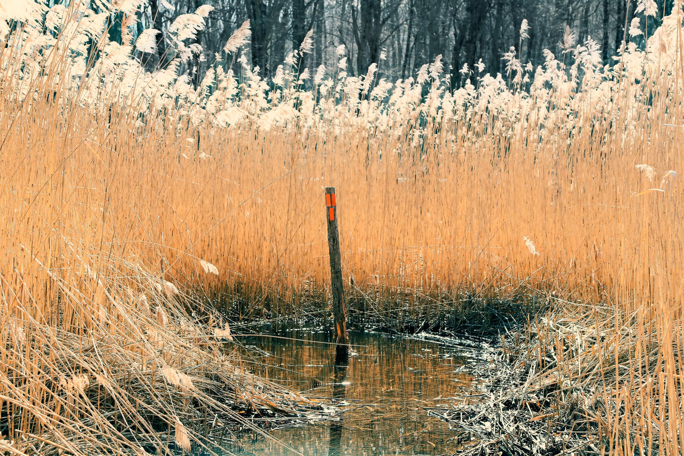 WETLANDS