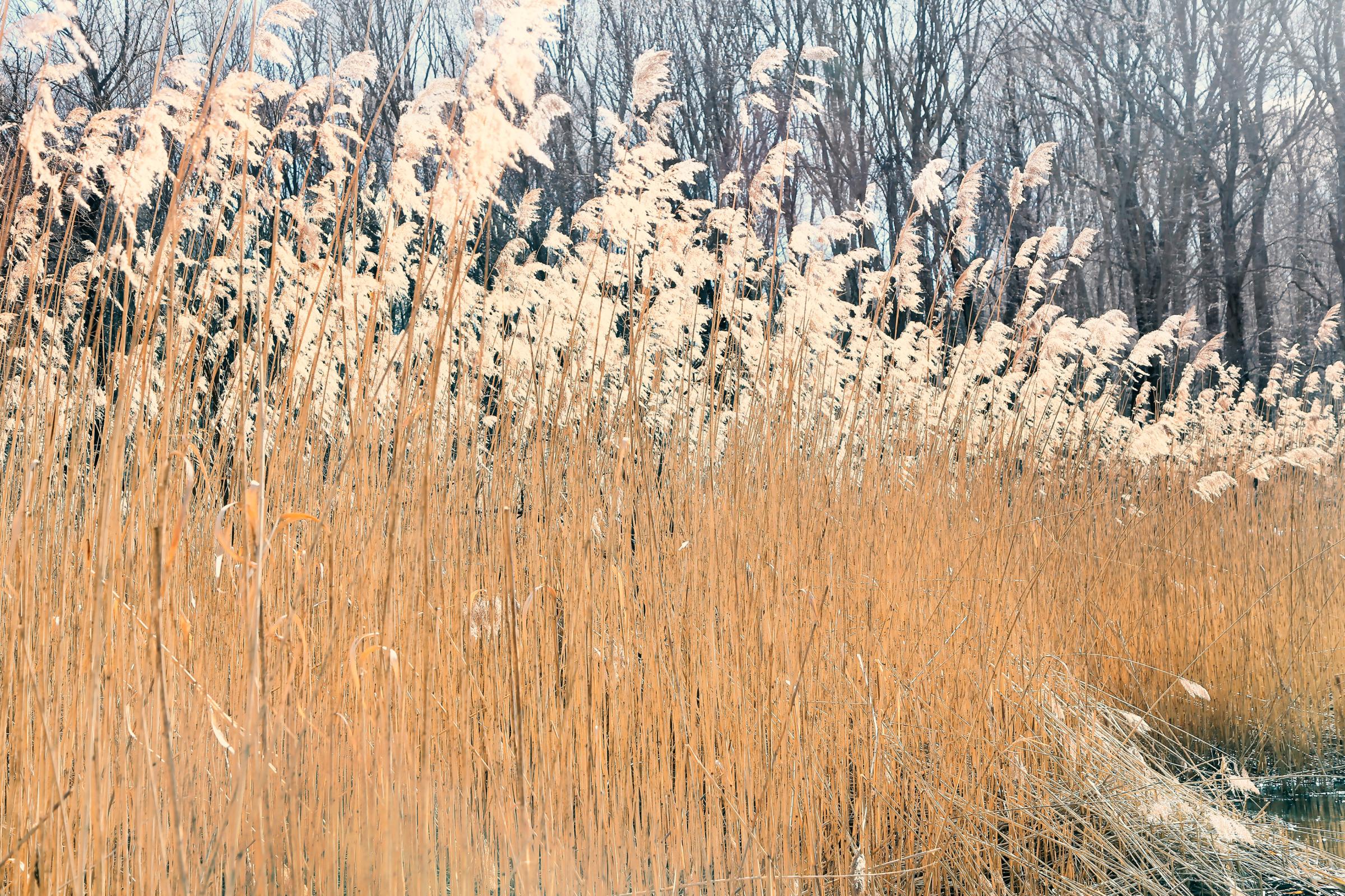 WETLANDS