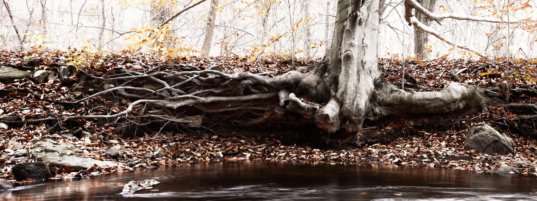 Image from WOODLANDS -   