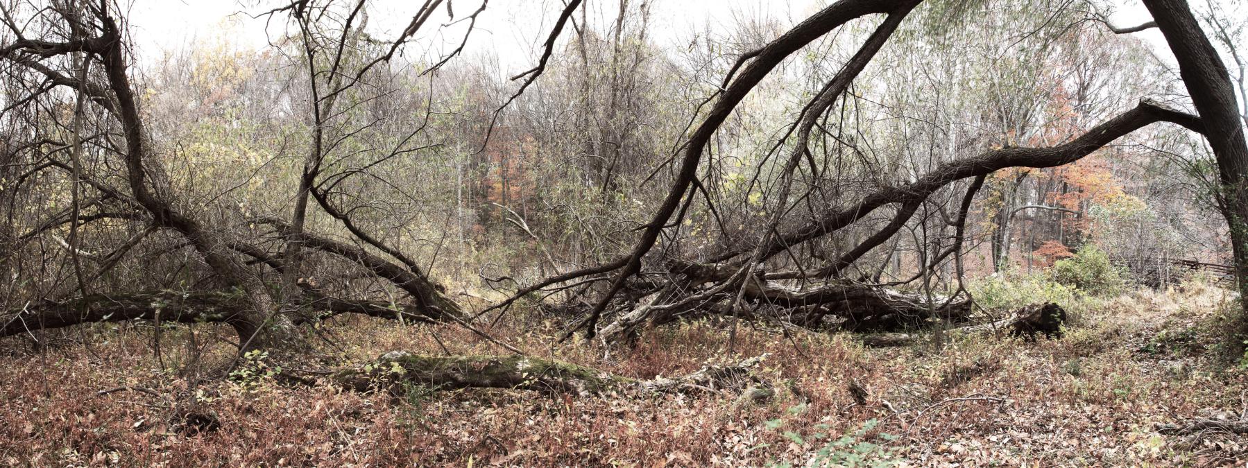 Image from WOODLANDS -   