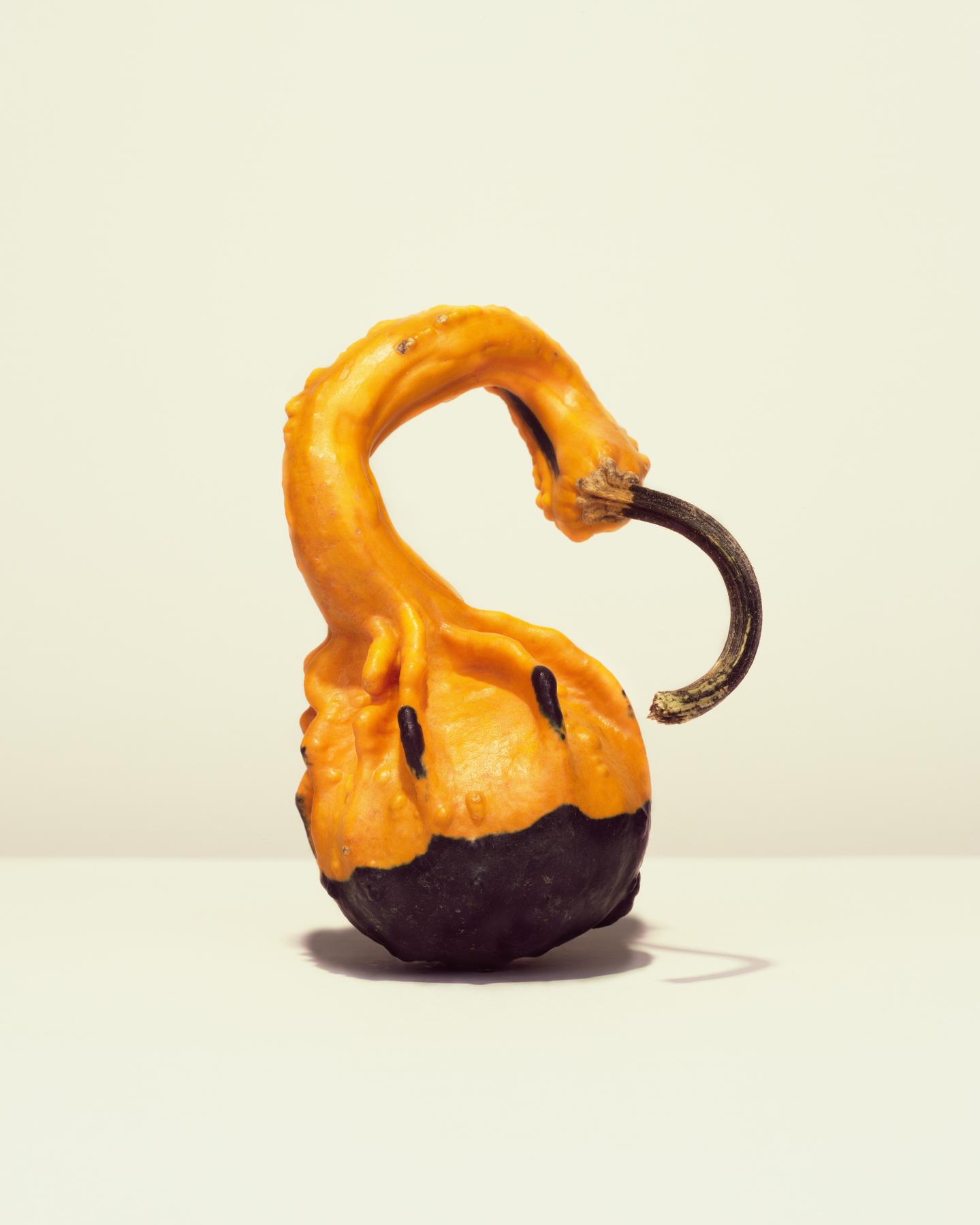 Image from GOURDS -   