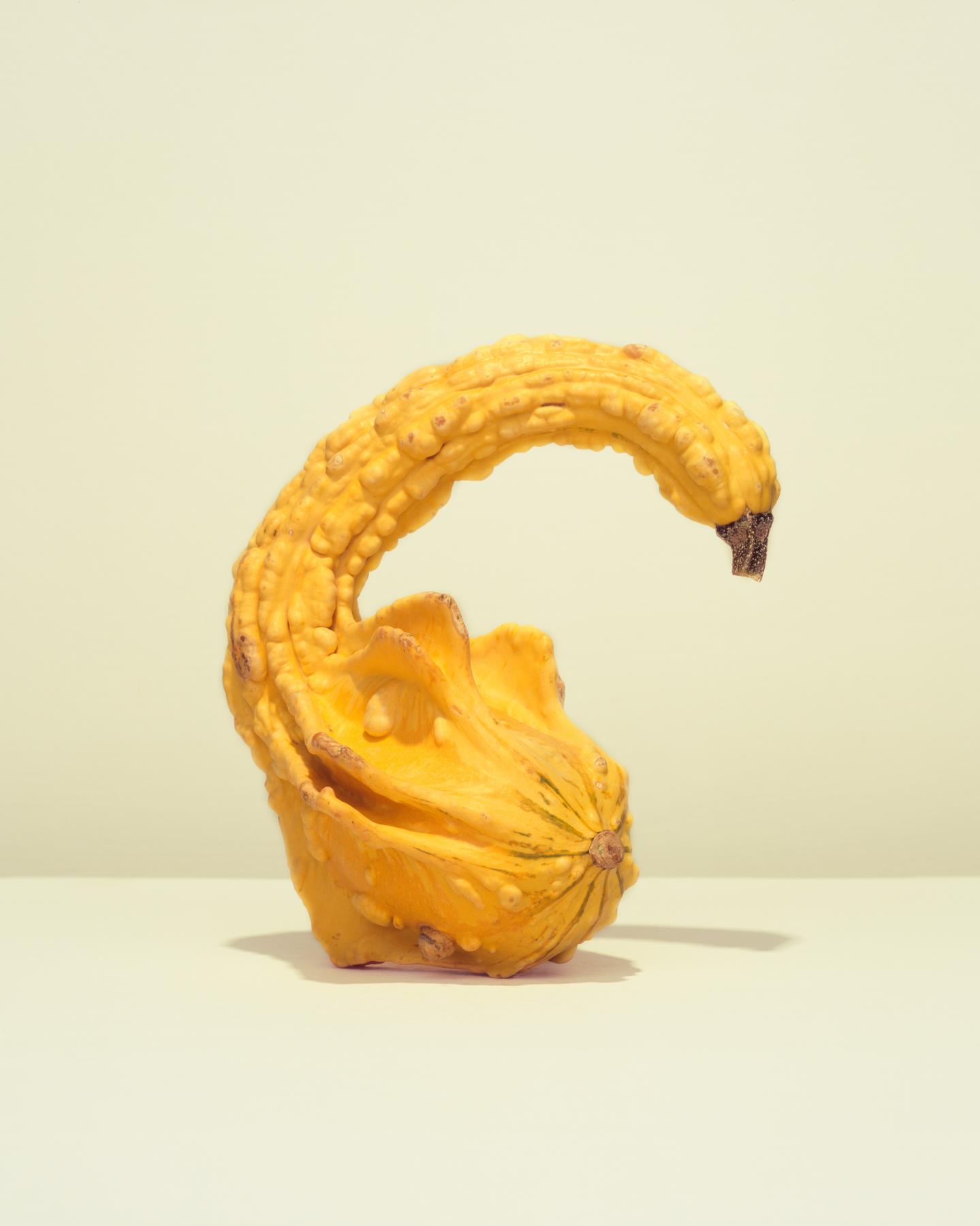 Image from GOURDS -   