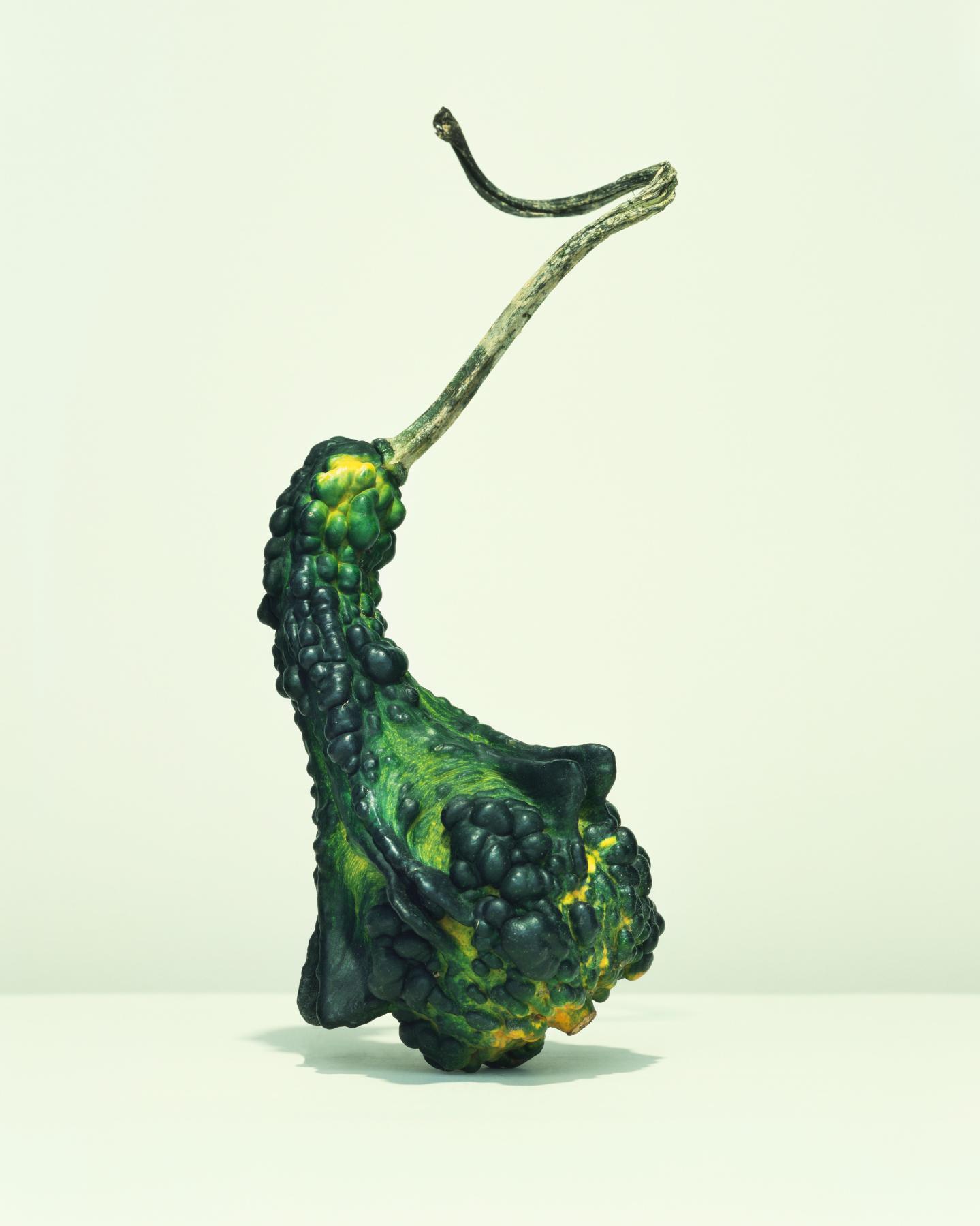 Image from GOURDS -   