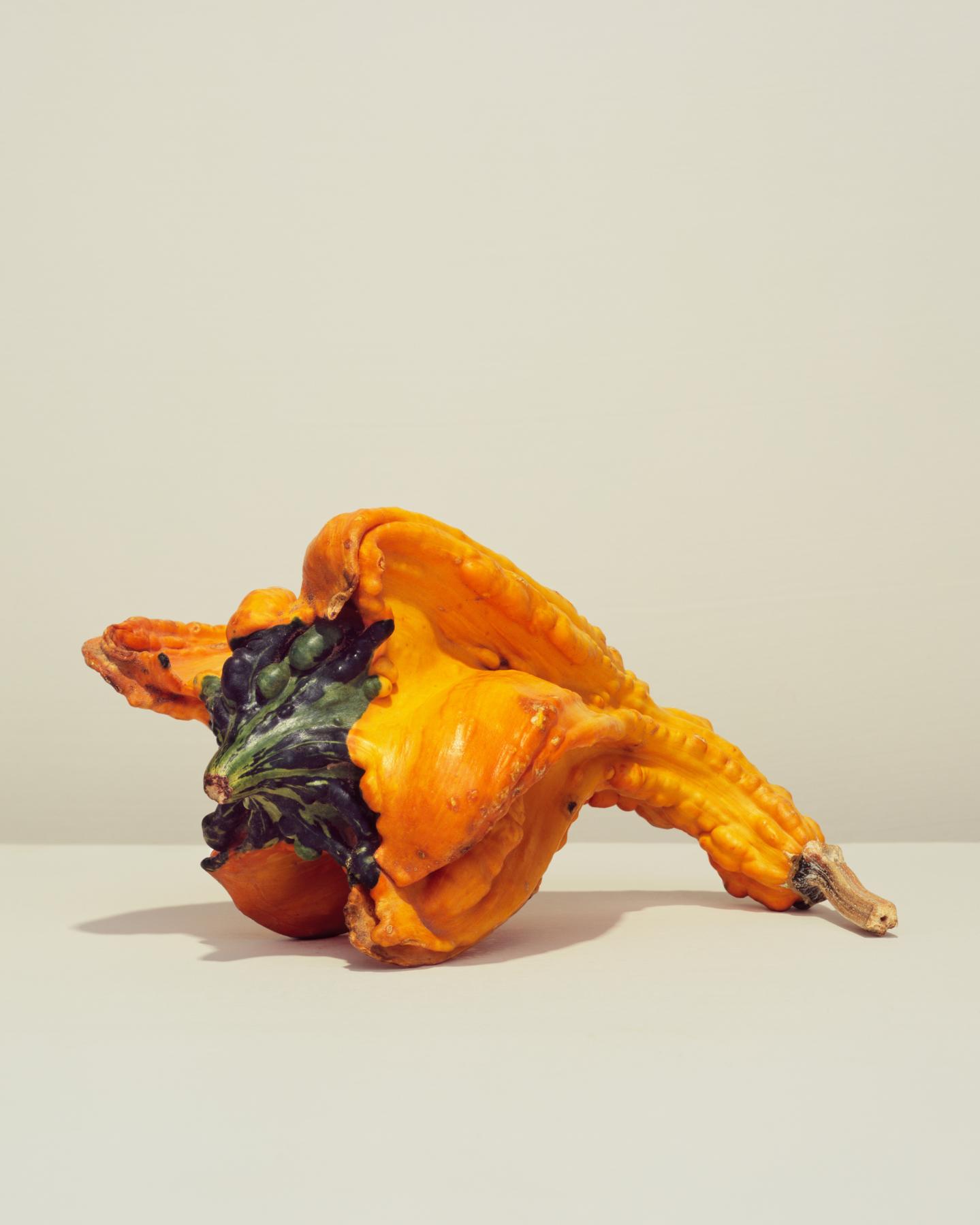 Image from GOURDS -   