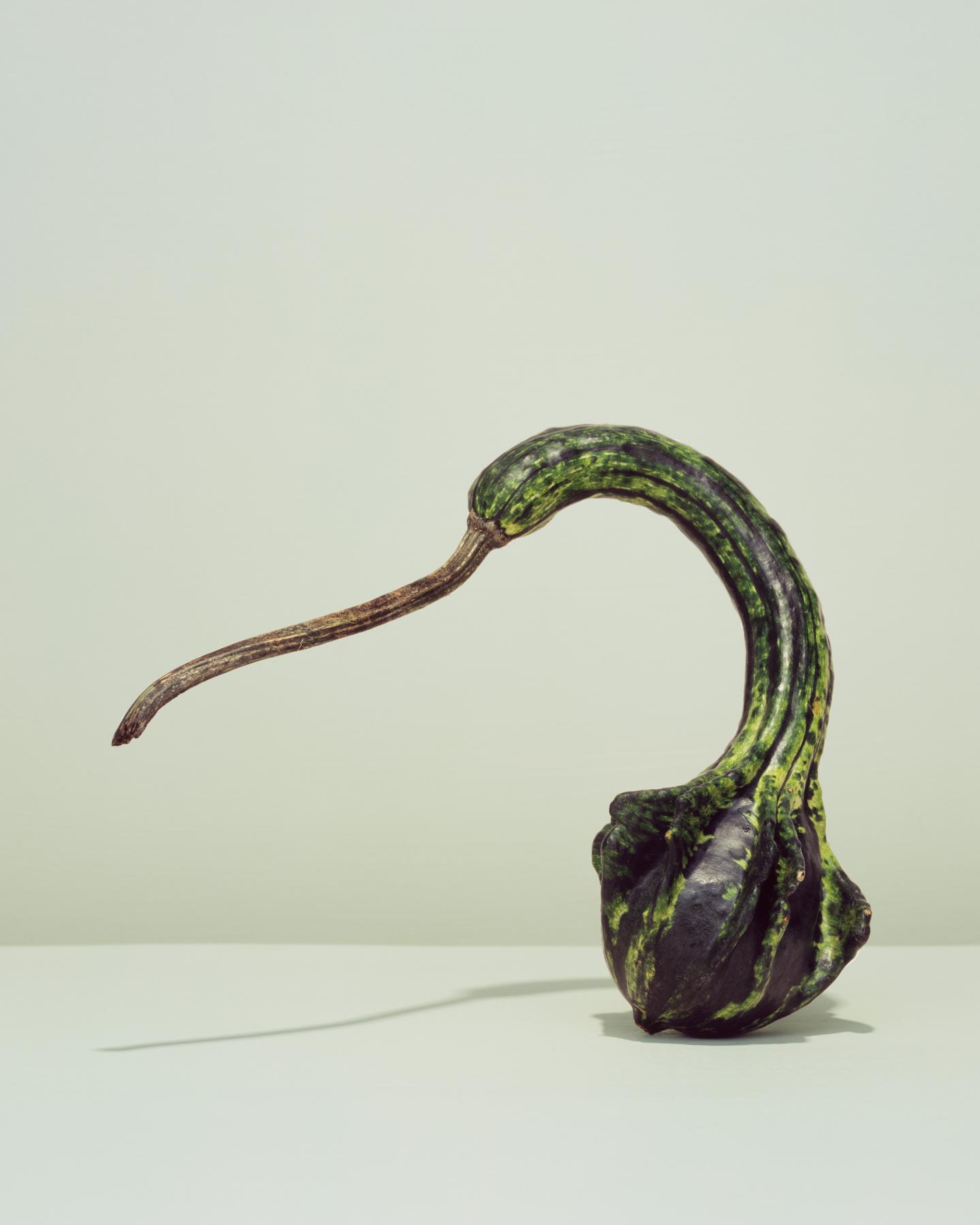 Image from GOURDS -   