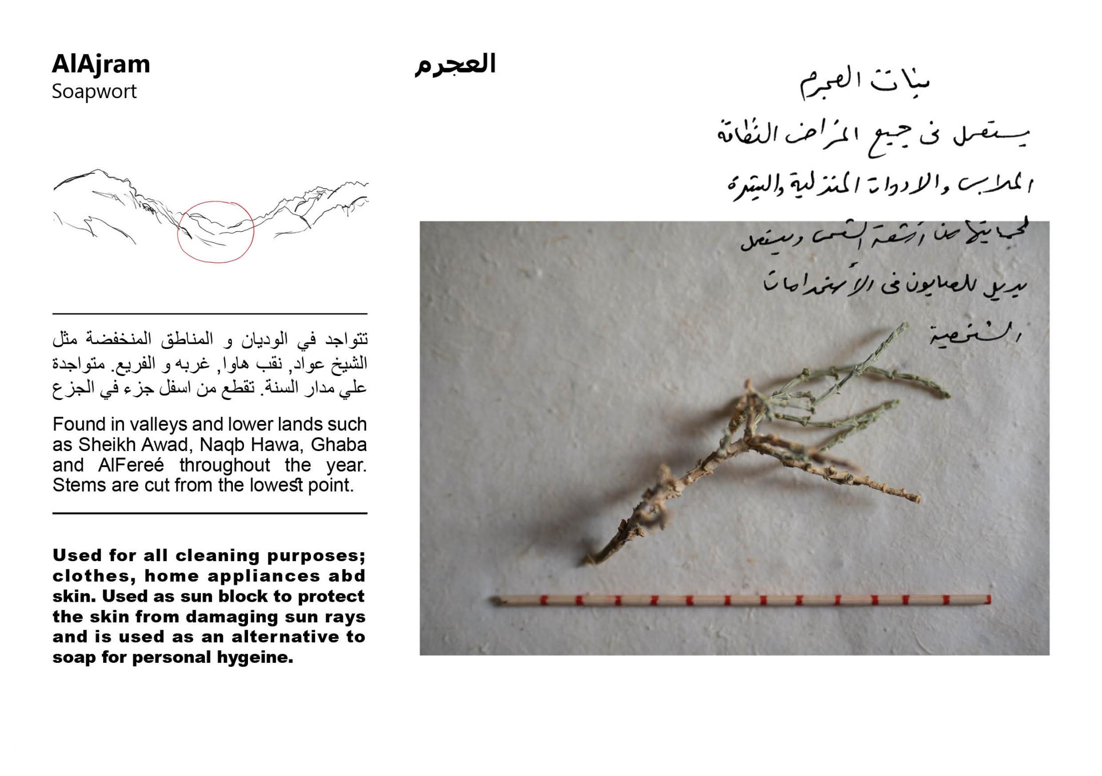 Sinai Flora Field Guide - 
