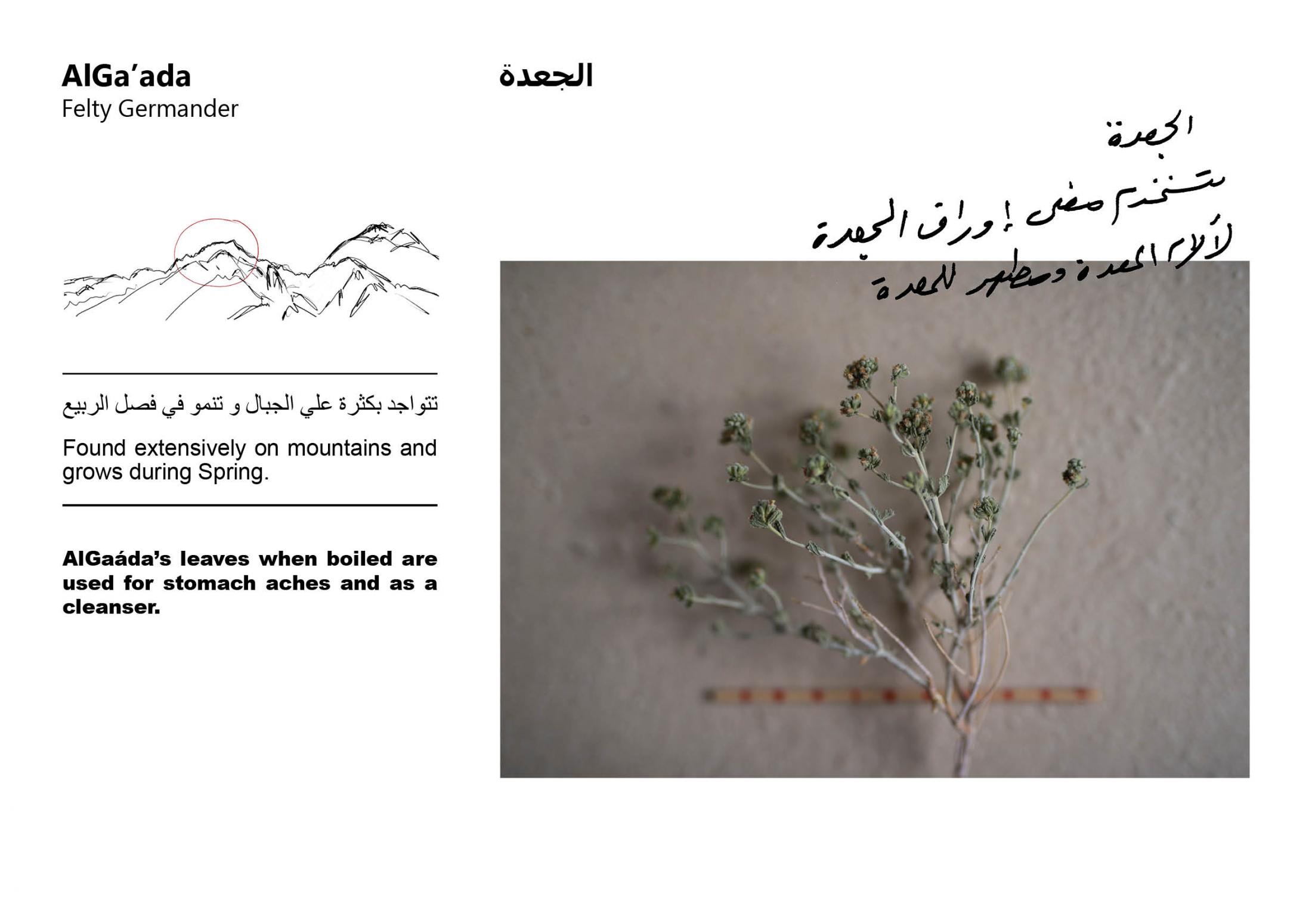 Sinai Flora Field Guide - 