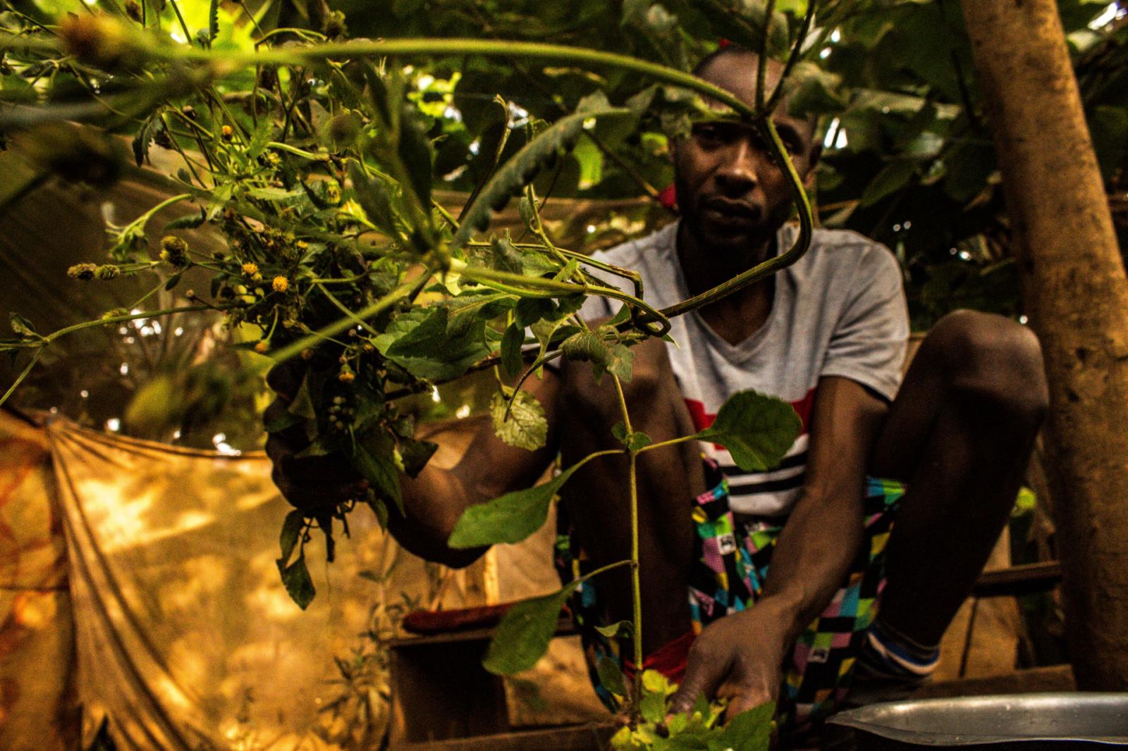 Joshua Victor Semaganda | The Herbalist -  Wasswa Denis holds parts of a blackjack plant (Bidens...