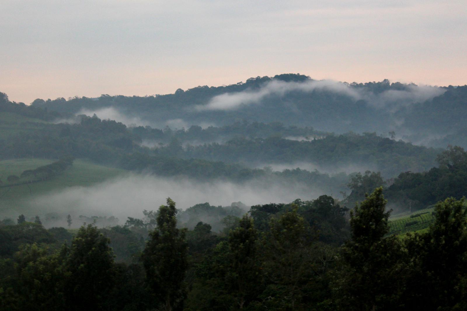 Vanessa Mulondo | A Passion for Nature - Mist rises from the forest of Kibale National Park....