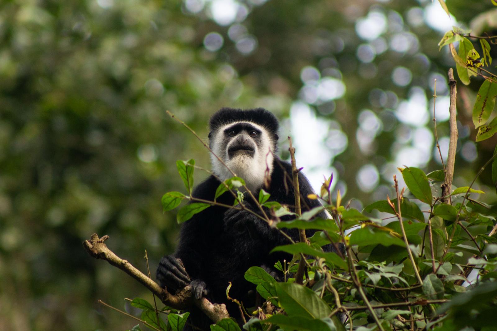 A Colobus monkey rests in a tree in Kibale National Park.