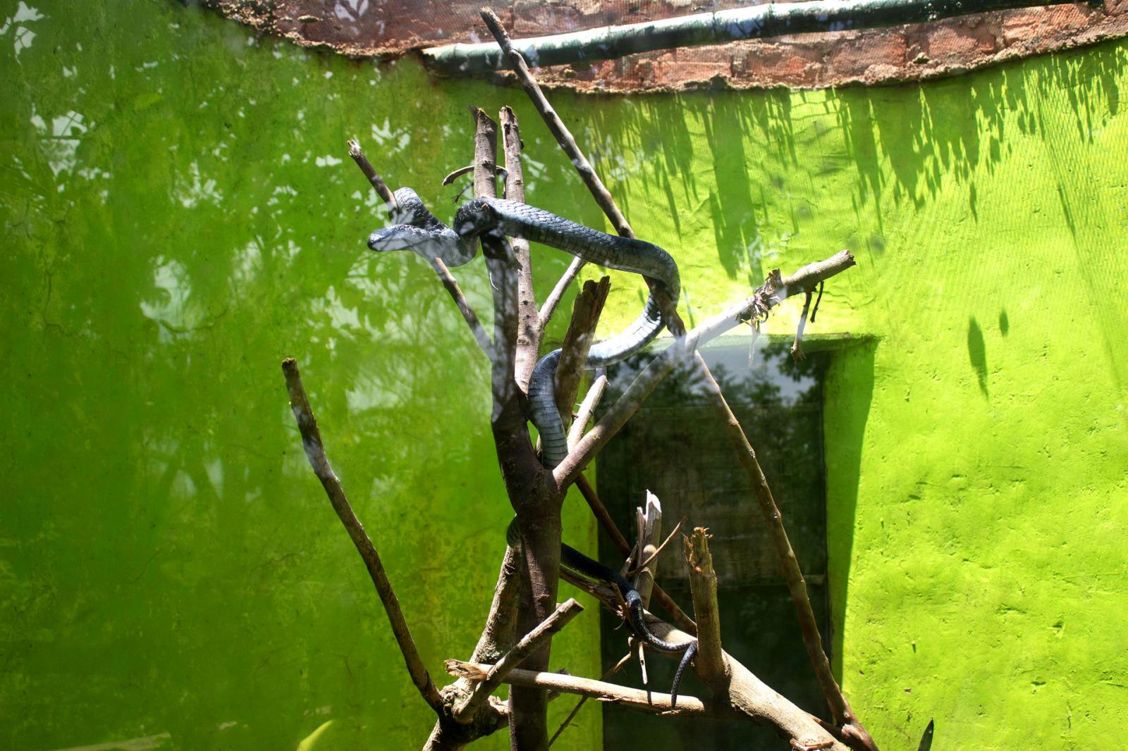 A black-necked spitting cobra coils around a branch in a display case at Uganda Reptile Village. It is one of the many snakes at the centre that have been rescued from communities.