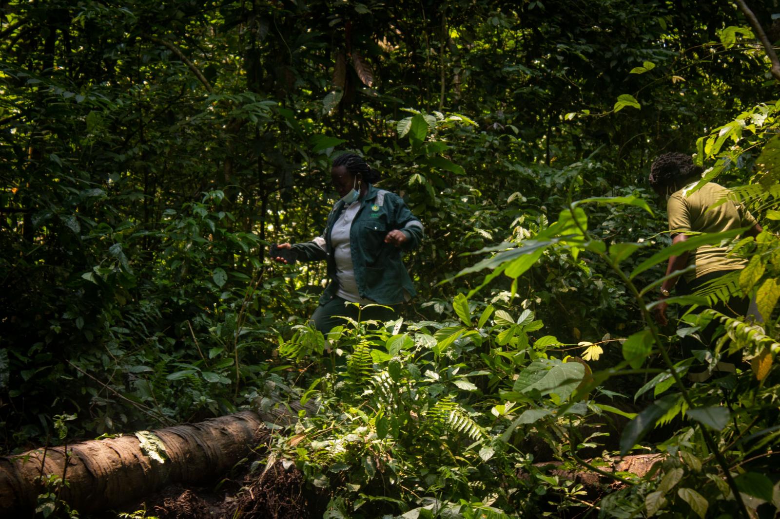 Justine, who works in Uganda Wildlife Authority, crosses over a rudimentary log bridge.