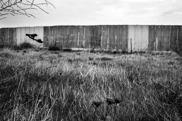 Image from The Land - The newly built separation barrier (viewed from the...